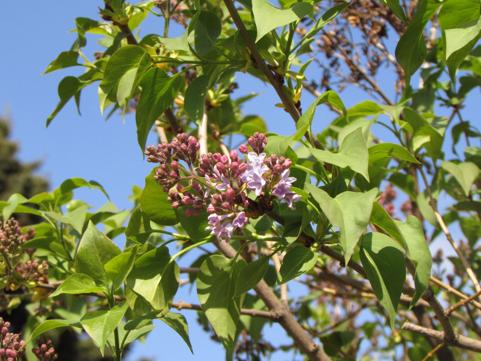 Canon PowerShot SX510 HS sample photo. Lilac, spring, bloom photography