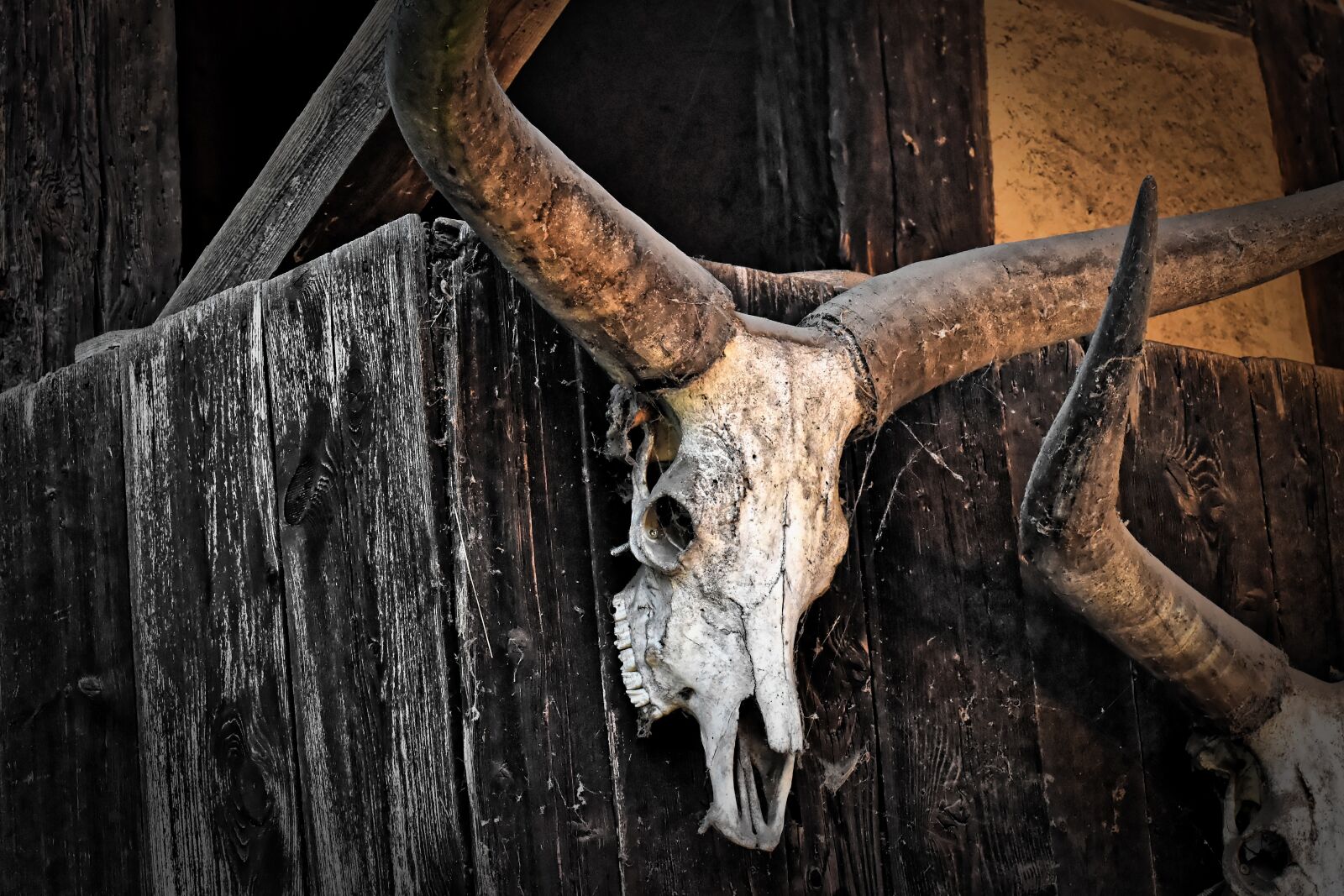 Nikon D7200 sample photo. Skull, bone, buffalo photography