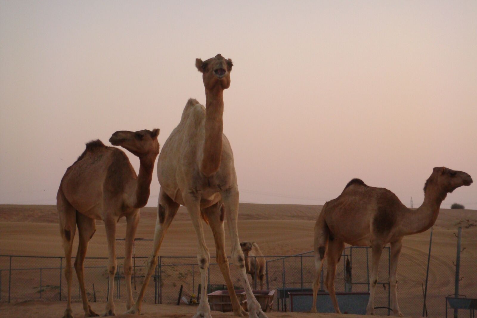 Sony DSC-T200 sample photo. Camels, dubai, camel photography