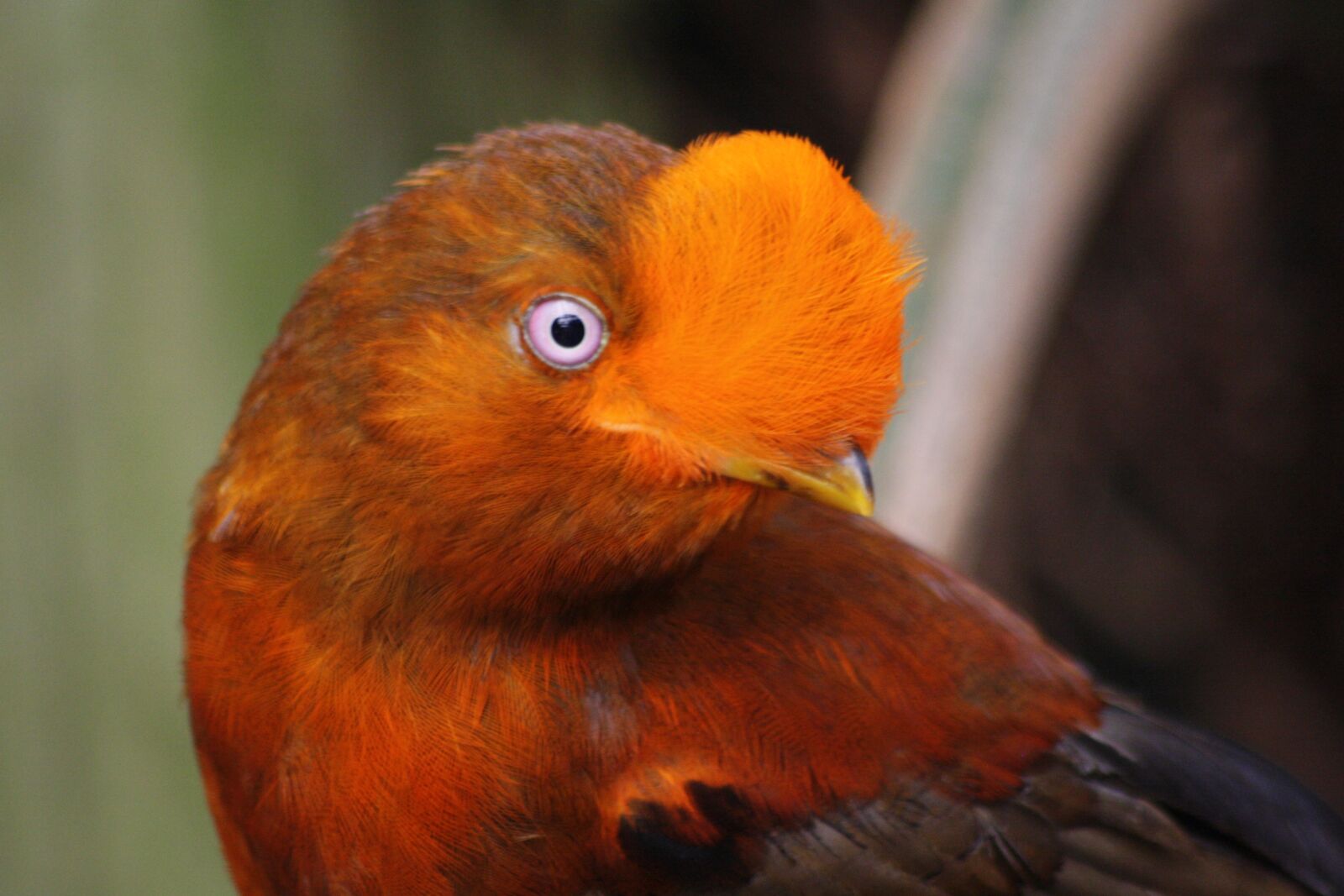 Canon EOS 1000D (EOS Digital Rebel XS / EOS Kiss F) sample photo. Bird, animal world, animal photography