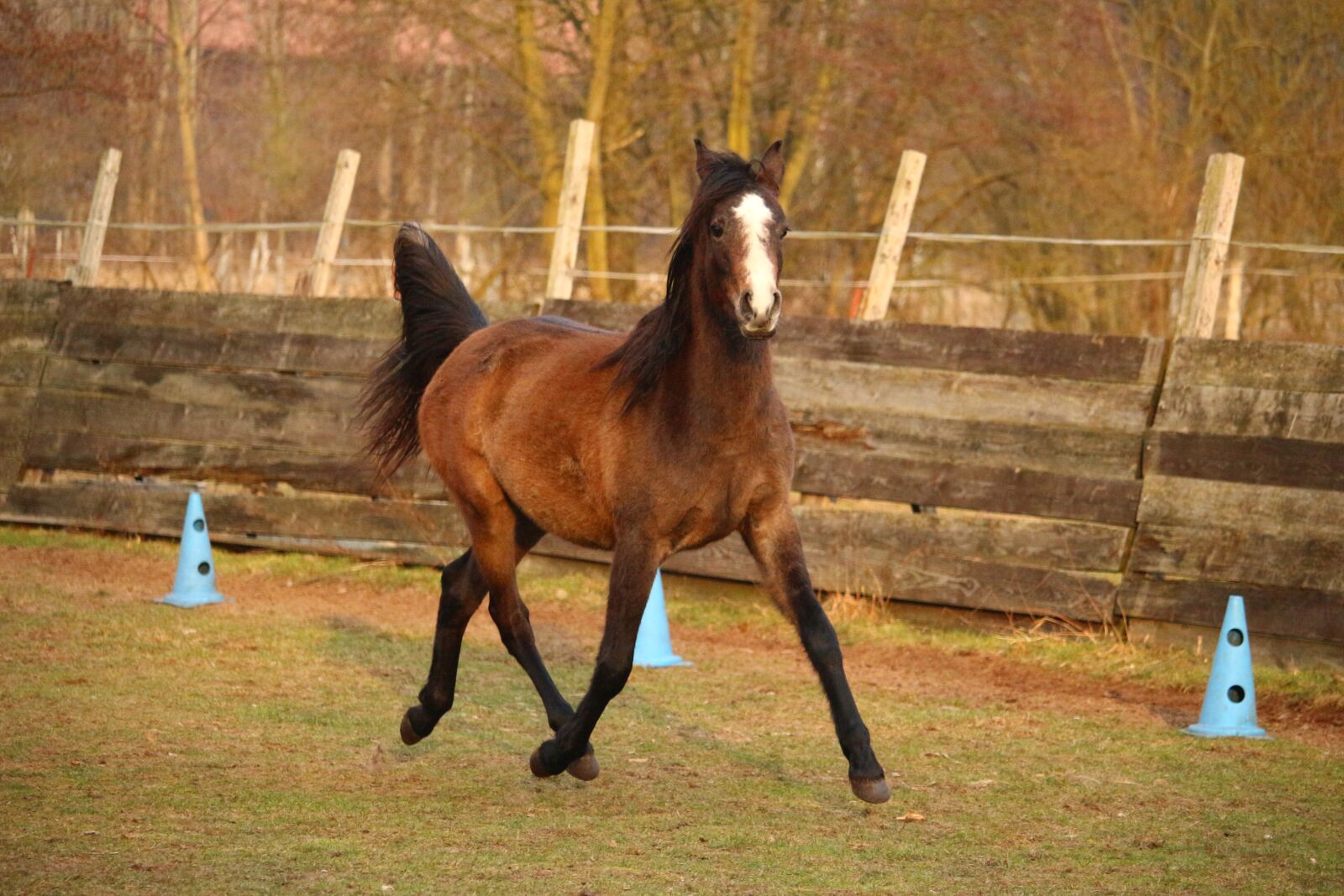 Canon EOS 100D (EOS Rebel SL1 / EOS Kiss X7) sample photo. Horse, thoroughbred arabian, trot photography