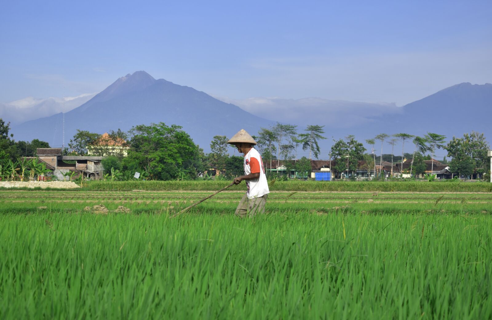 Nikon D3400 sample photo. Farmer, rice field, countryside photography