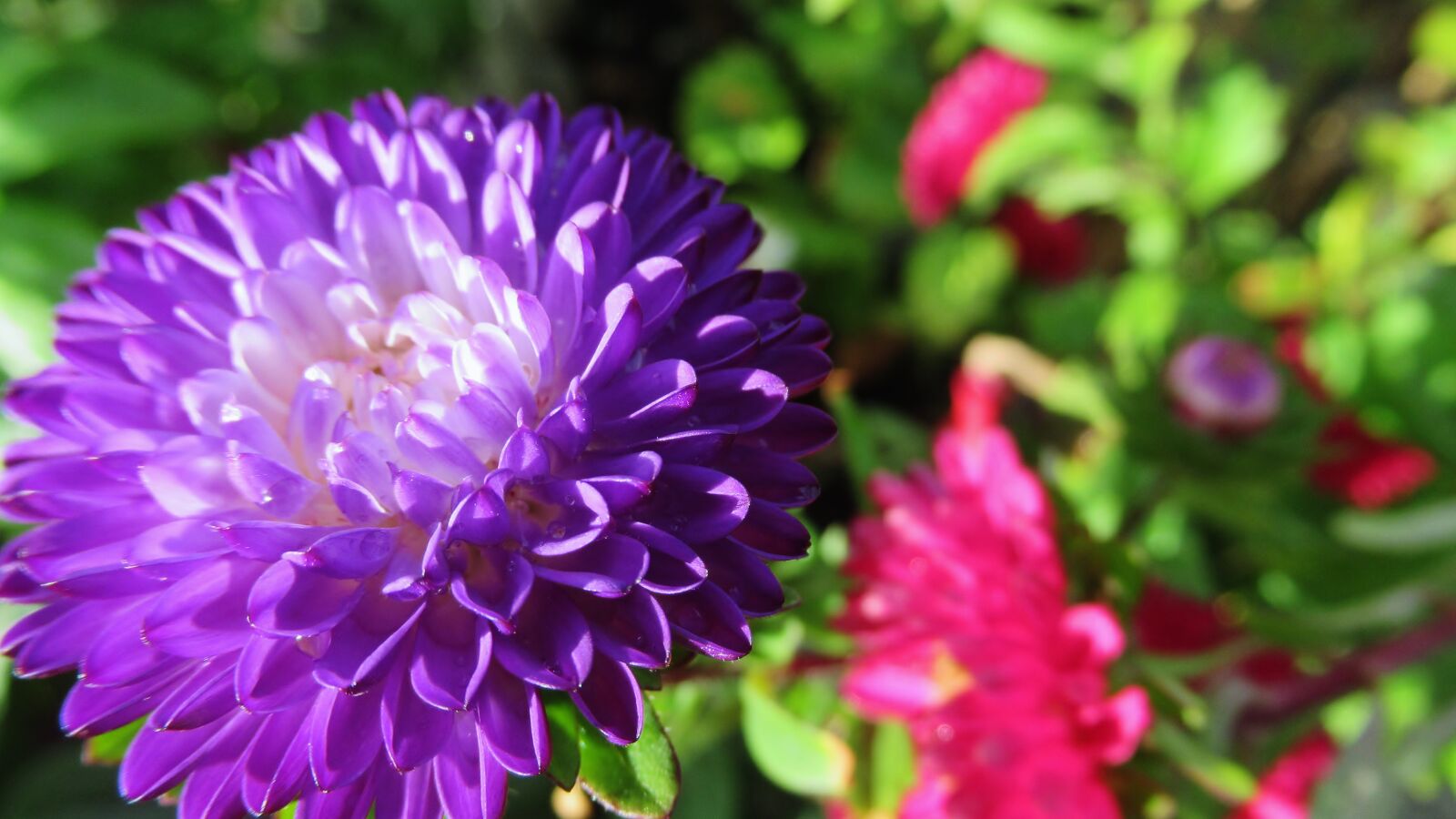Canon PowerShot SX620 HS sample photo. Flower, purple, bloom photography