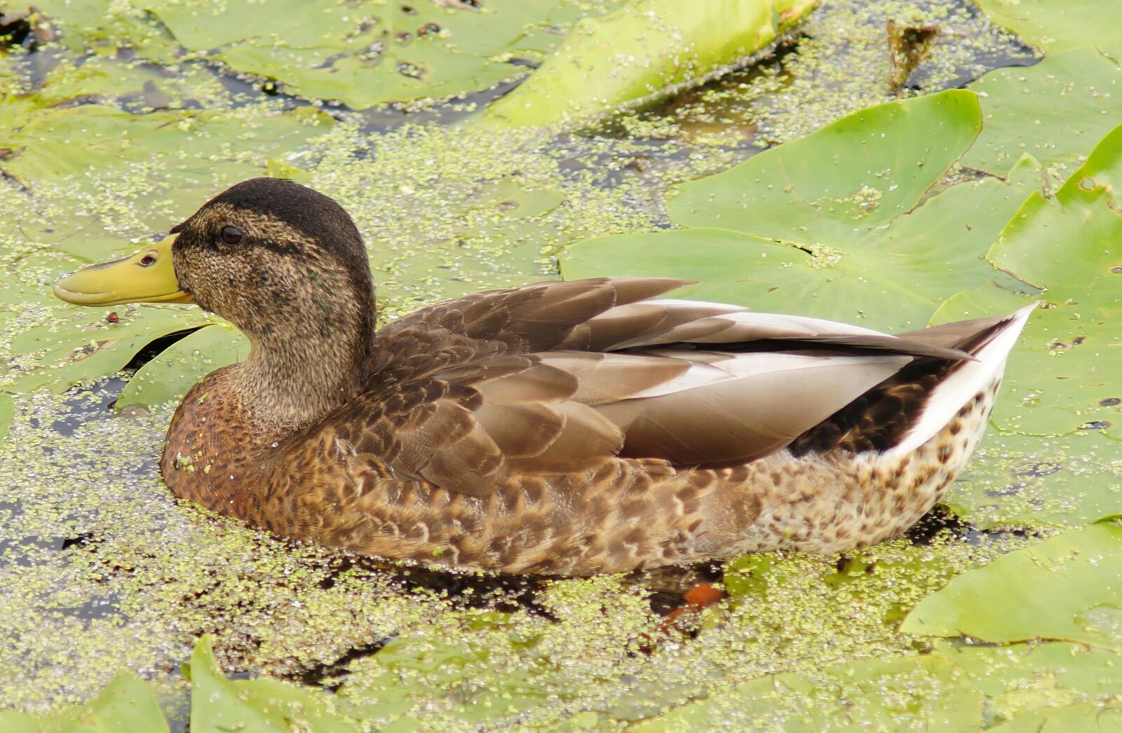 Sony SLT-A58 sample photo. Duck, pond, water photography