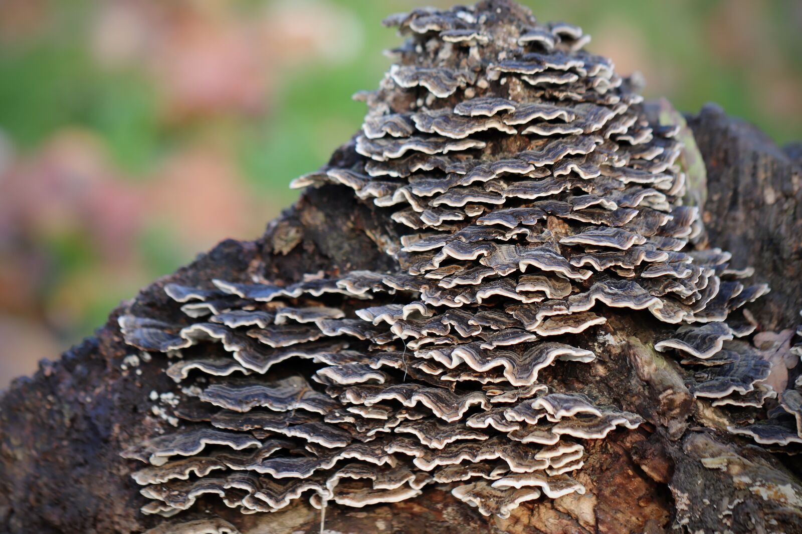 Canon EOS 800D (EOS Rebel T7i / EOS Kiss X9i) sample photo. Mushrooms, tree stump, decompose photography