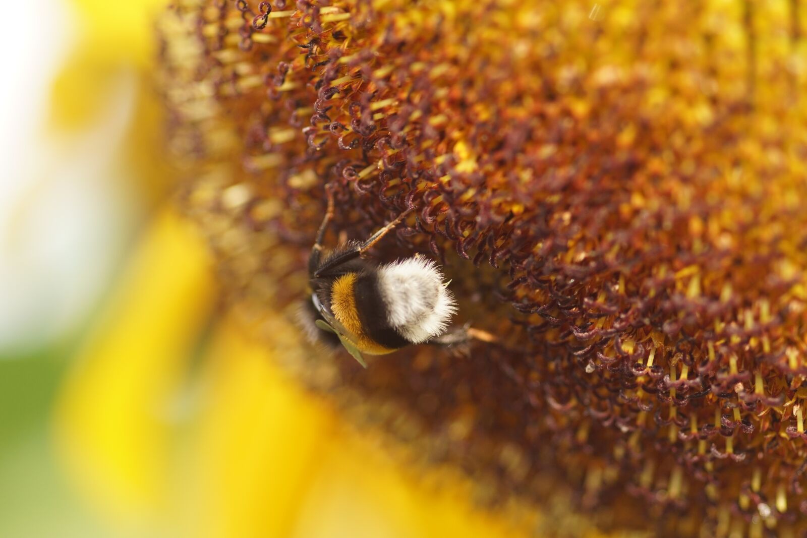 Sony SLT-A68 sample photo. Sunflower, bee, yellow photography