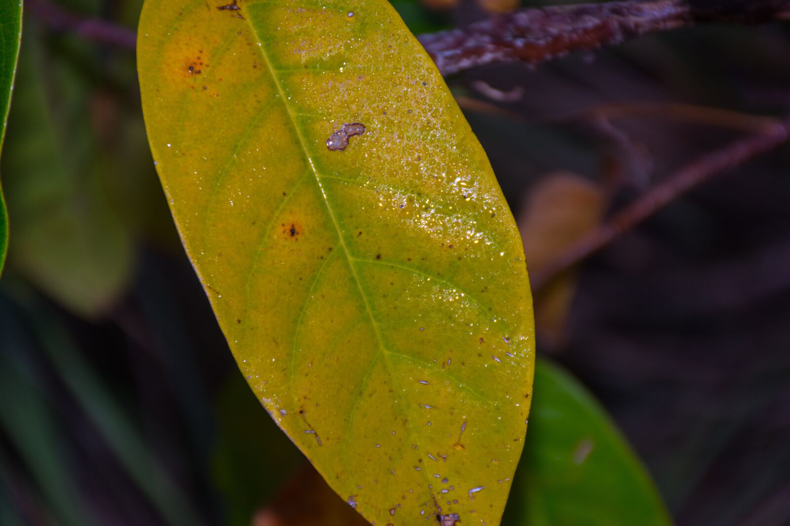 Nikon D7200 sample photo. Leaf, vegetable, green photography