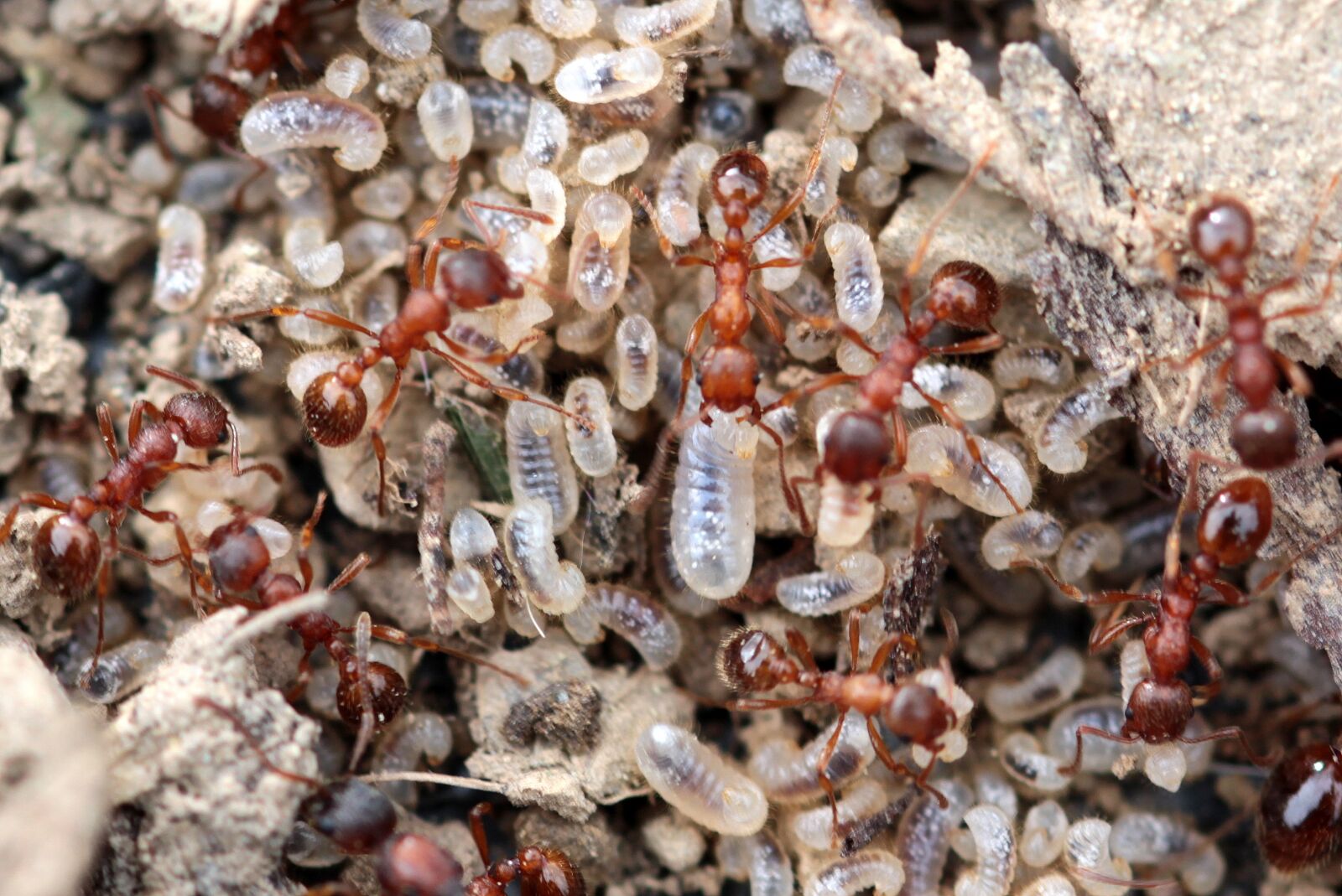 Canon EOS 650D (EOS Rebel T4i / EOS Kiss X6i) sample photo. Red garden ant, myrmica photography