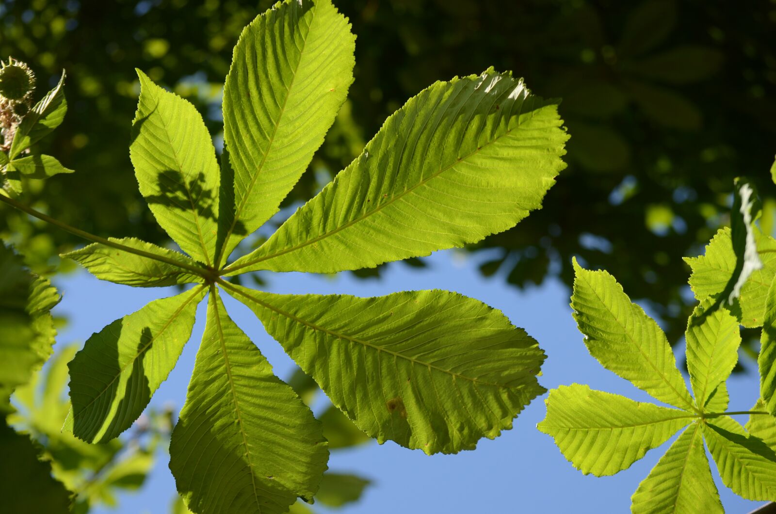 Nikon D7000 sample photo. Leaves, green, nature photography