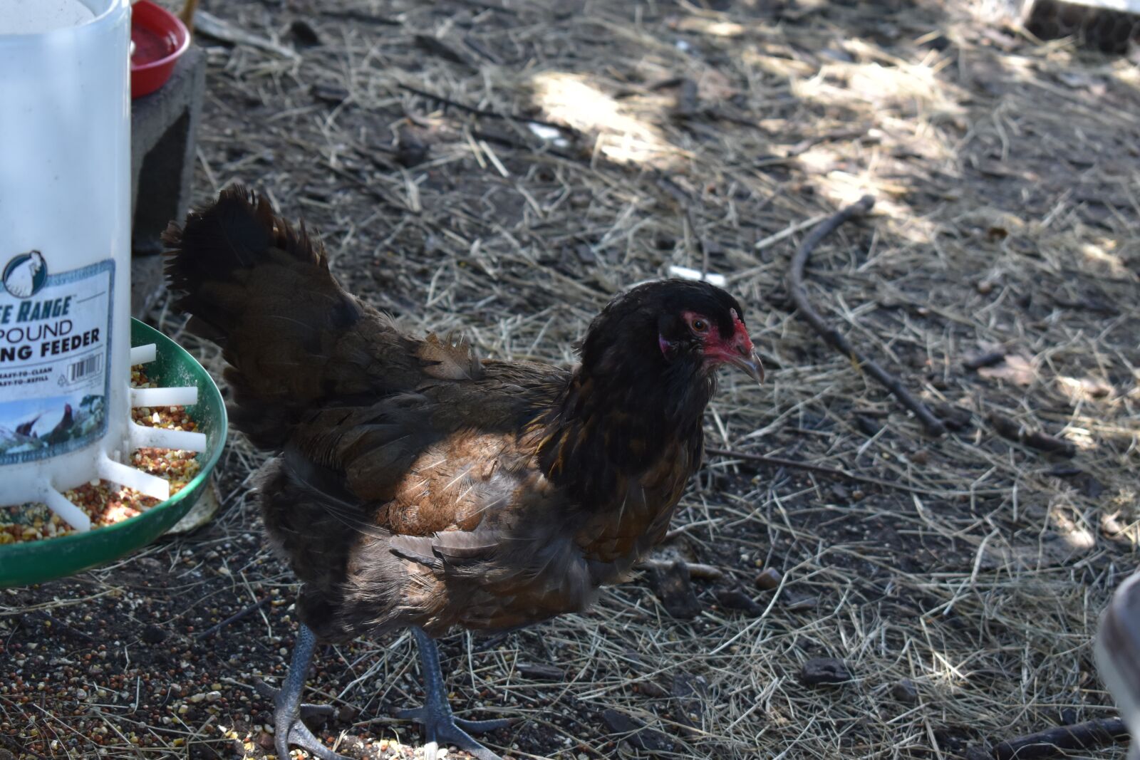 Nikon D3500 sample photo. Hen, chicken, shade photography