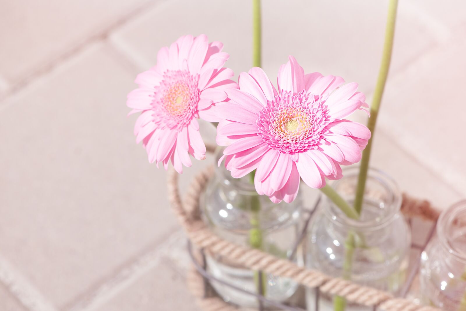 Nikon D750 sample photo. Daisies, pink, pink daisies photography
