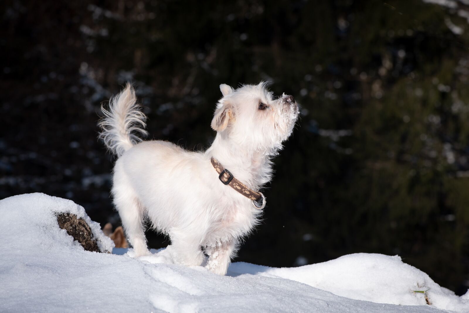 Nikon D750 sample photo. Dog, white, winter photography