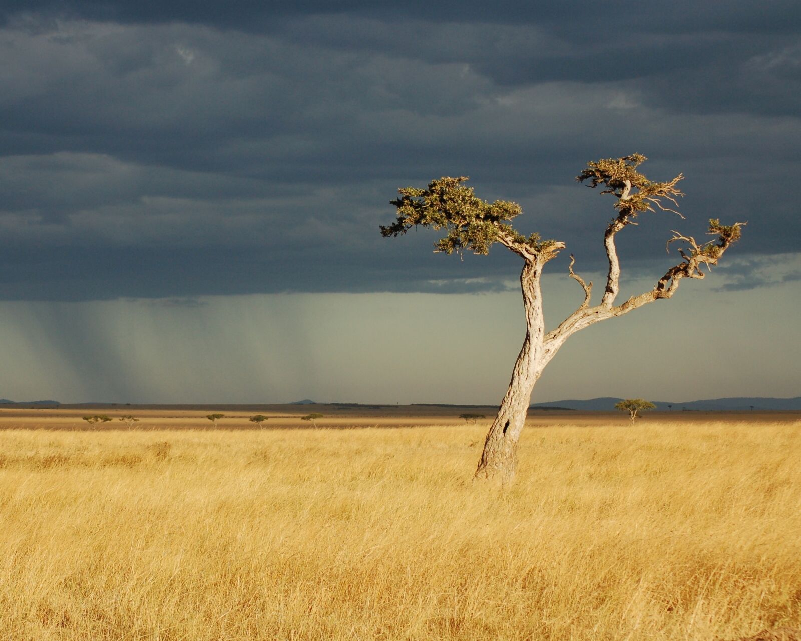 Nikon D50 sample photo. Savanna, africa, kenya photography