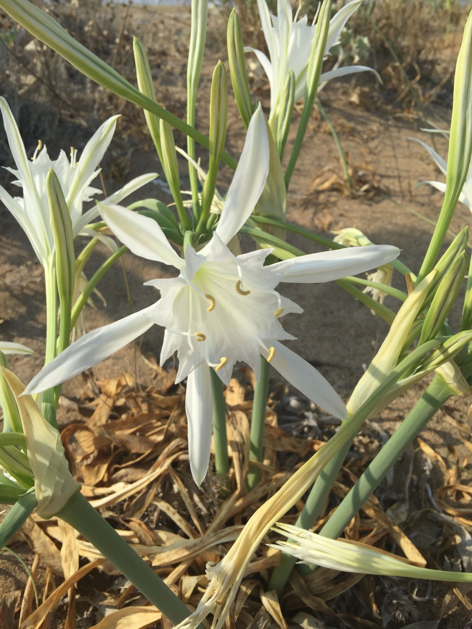 iPhone 6 Plus back camera 4.15mm f/2.2 sample photo. Flower, nice, nature photography