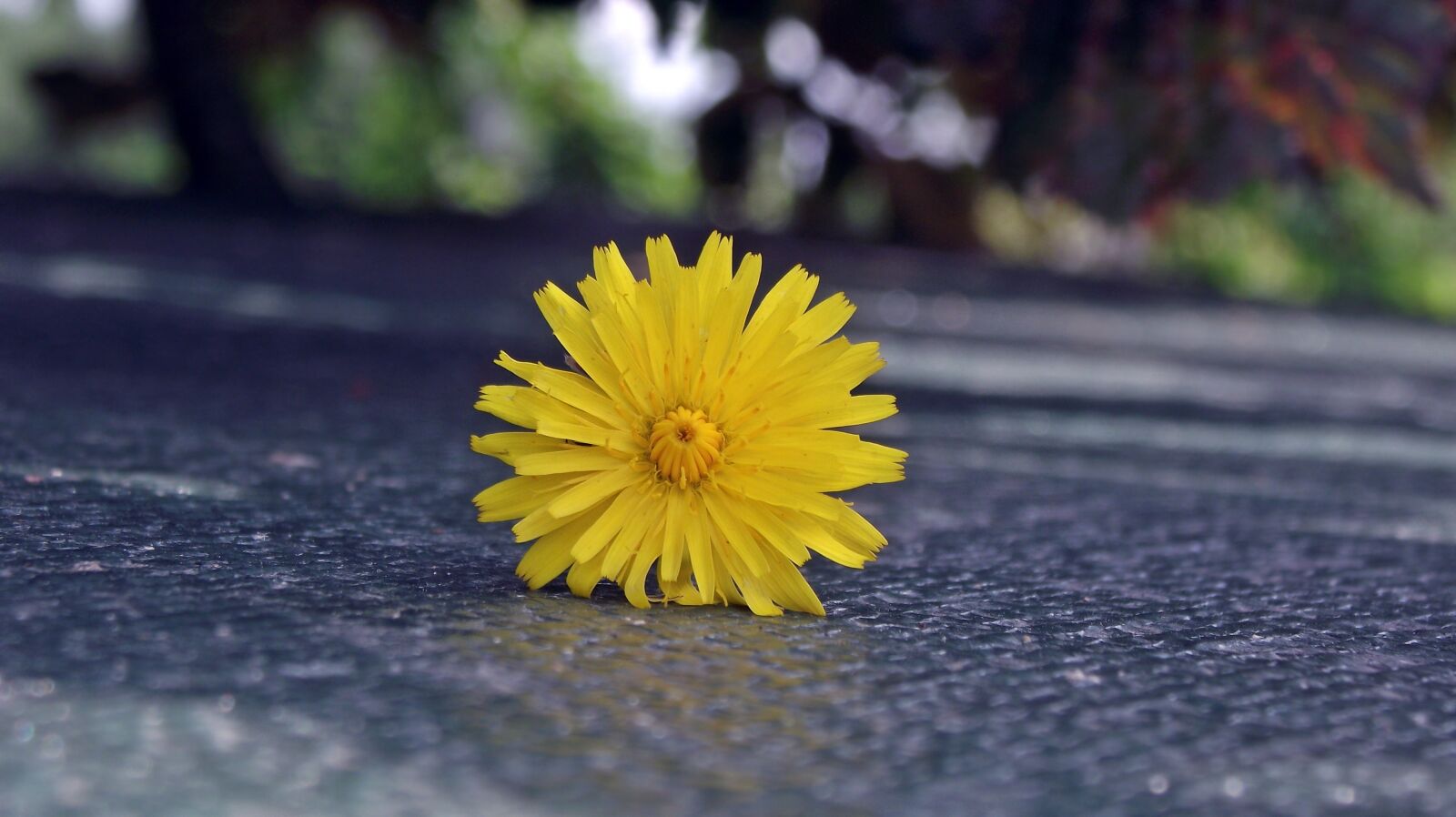 FujiFilm FinePix S1600 (FinePix S1770) sample photo. Flower, yellow, summer photography