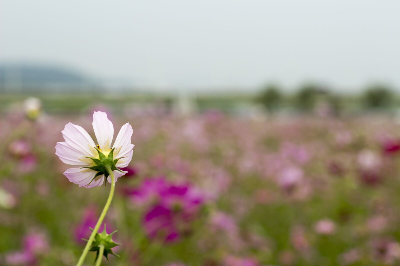 Canon EOS 700D (EOS Rebel T5i / EOS Kiss X7i) sample photo. Flowers, cosmos, petal photography