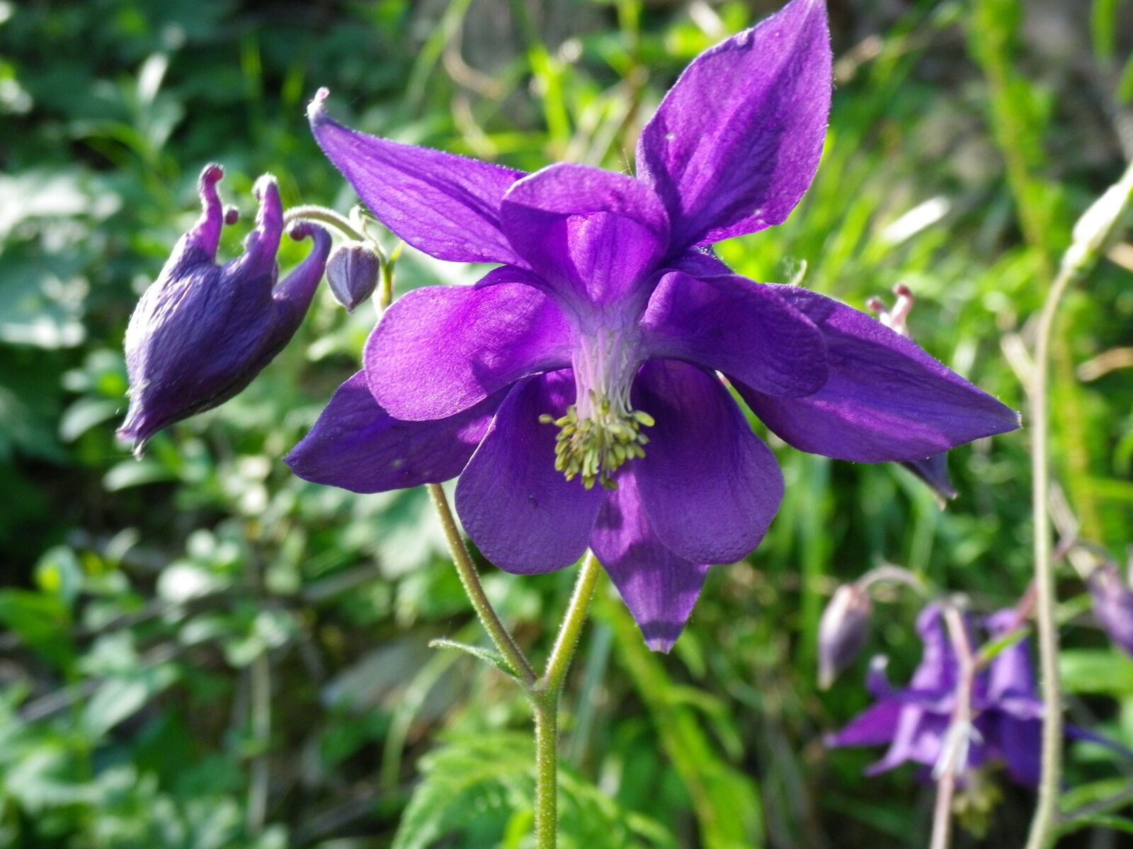 Pentax Optio H90 sample photo. Columbine, blossom, bloom photography