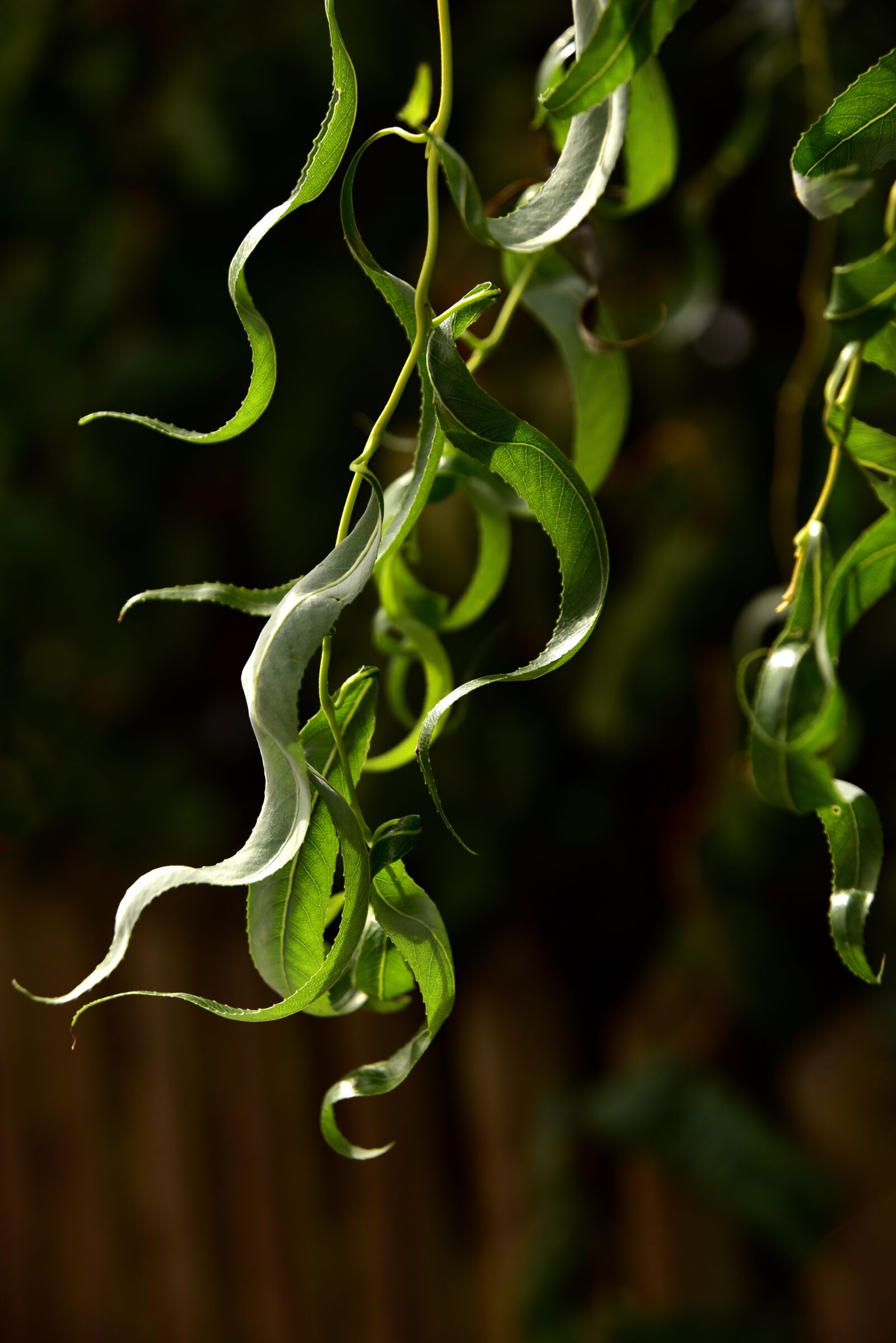 Nikon D750 sample photo. Pasture, leaf, branch photography
