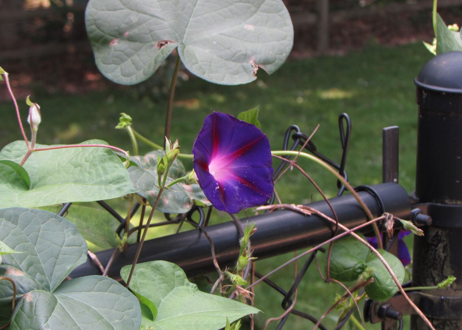 Canon PowerShot SX510 HS sample photo. Morning glory, morning, glory photography