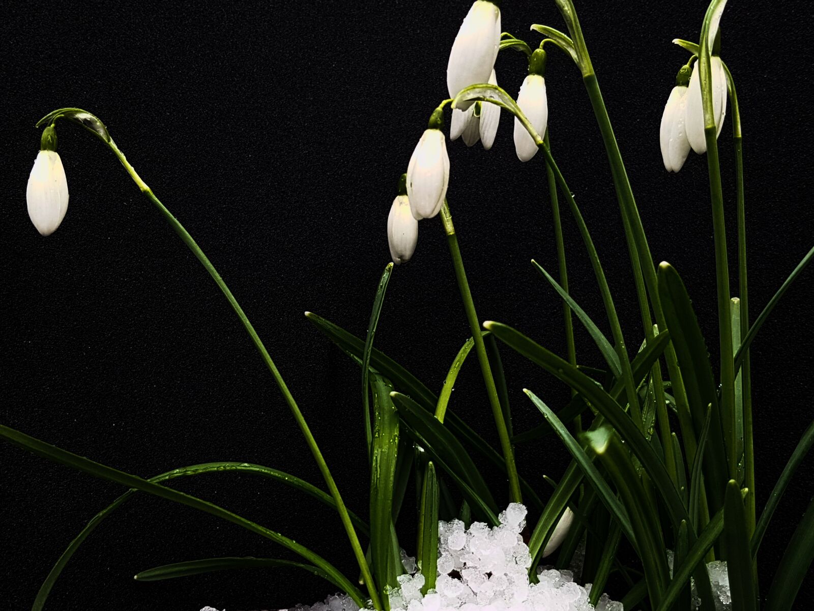 Samsung Galaxy S7 Rear Camera sample photo. Snowdrop, spring, flower photography