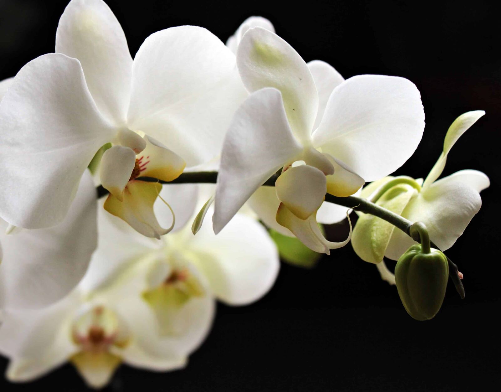 Canon EOS 550D (EOS Rebel T2i / EOS Kiss X4) sample photo. Orchid, branch, nature, petal photography