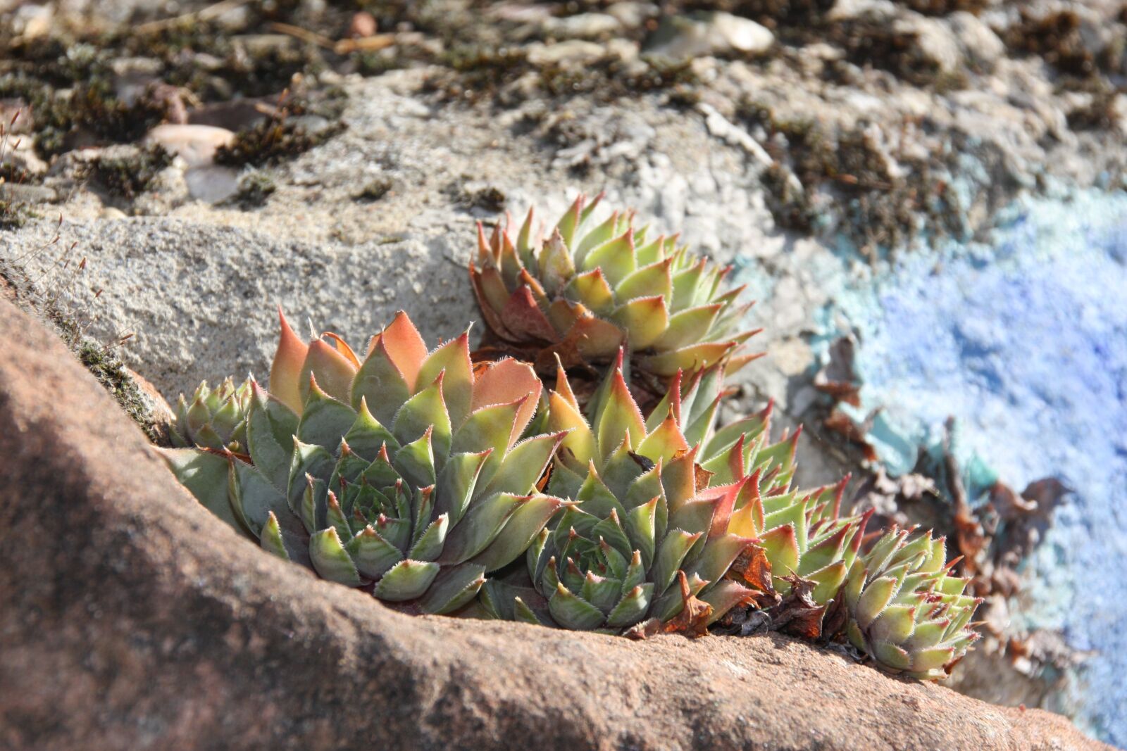 Canon EOS 40D sample photo. Stone plants, houseleek, plant photography