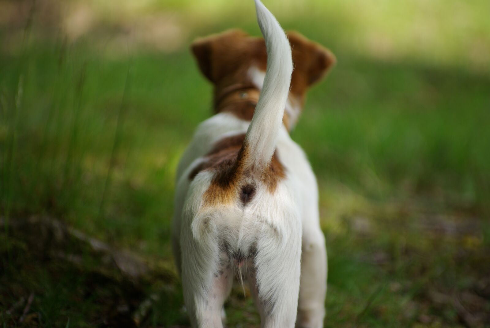 Pentax K10D sample photo. Dog, tail, pet photography