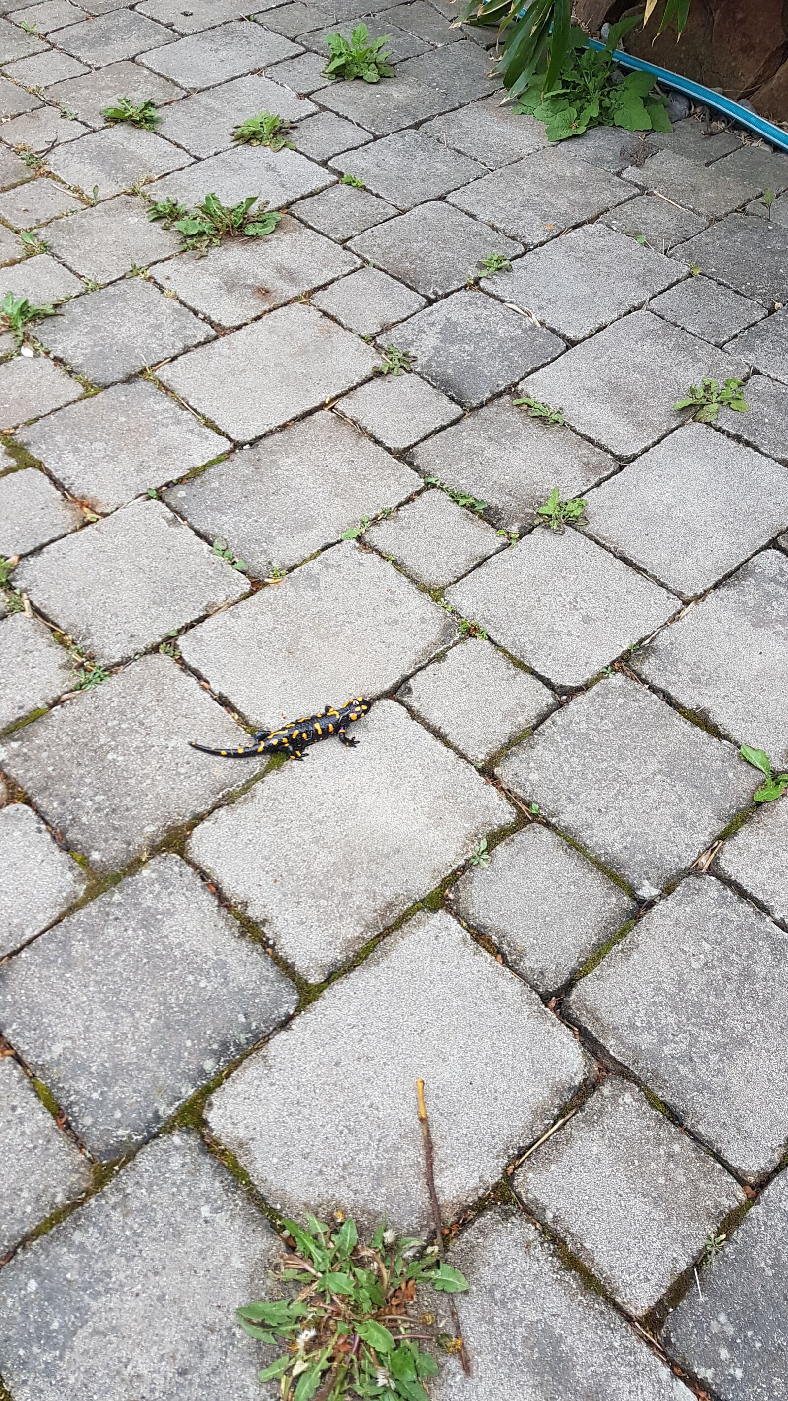 Samsung Galaxy S7 sample photo. Salamander, patch, nature photography