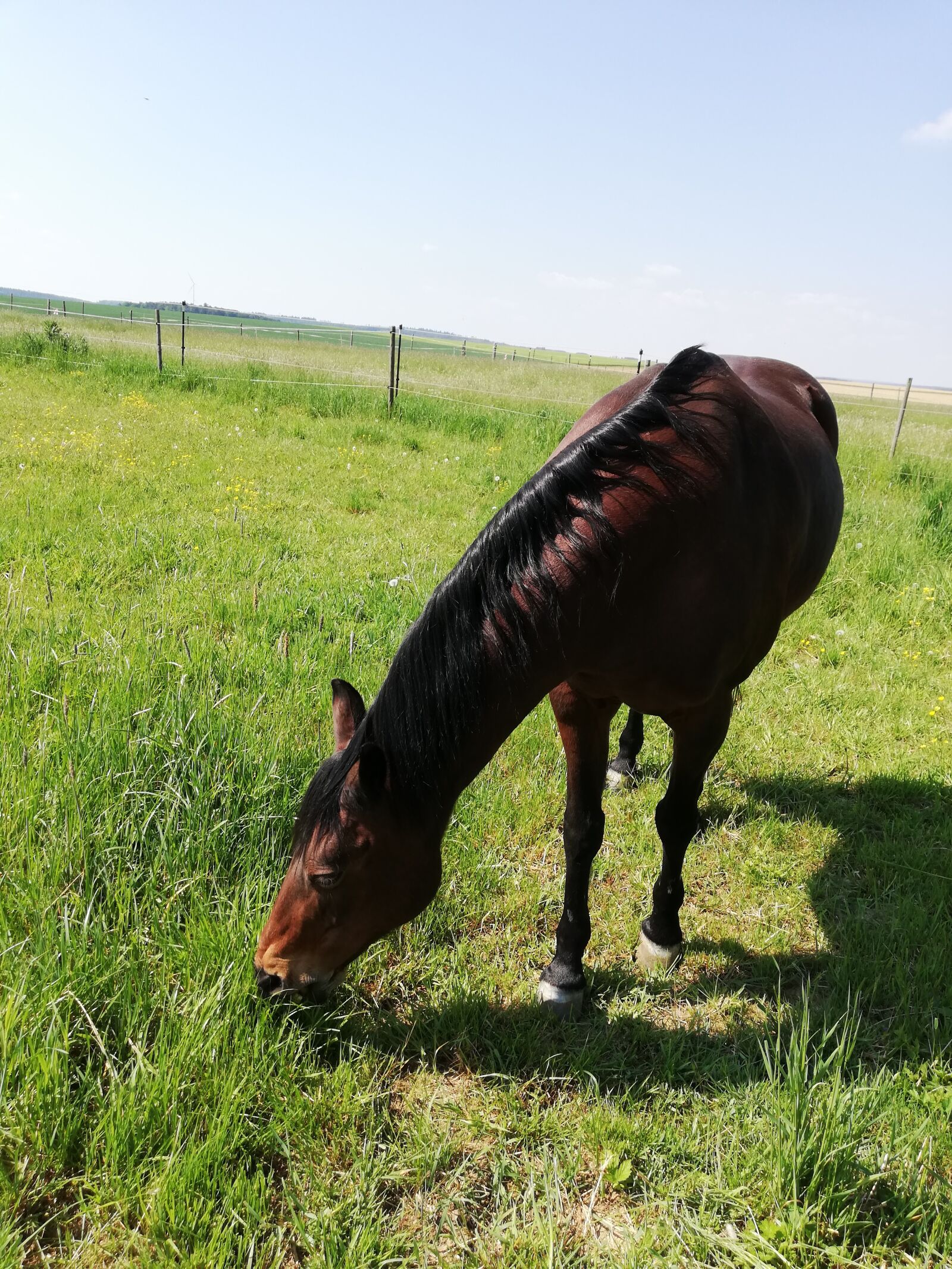 HUAWEI P20 lite sample photo. Coupling, pasture, horse photography
