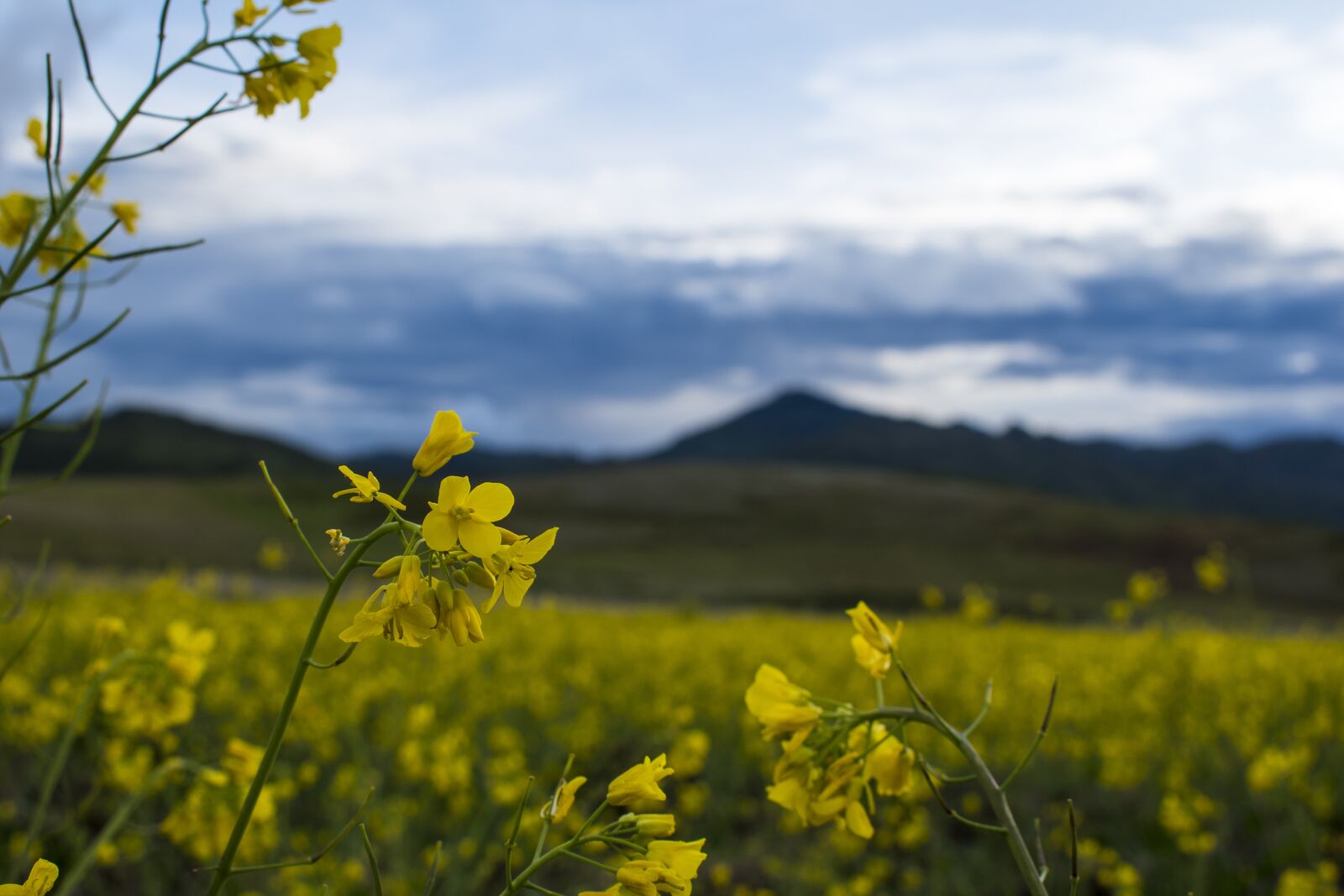 Nikon D3500 sample photo. Cusco, plain, chinchero photography