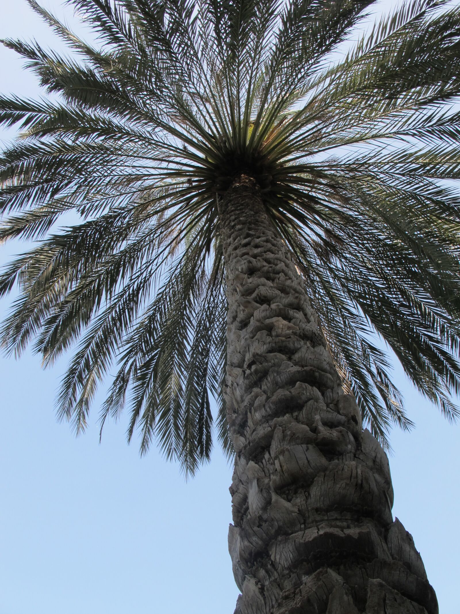Canon PowerShot G12 sample photo. Palm, tree, palm tree photography