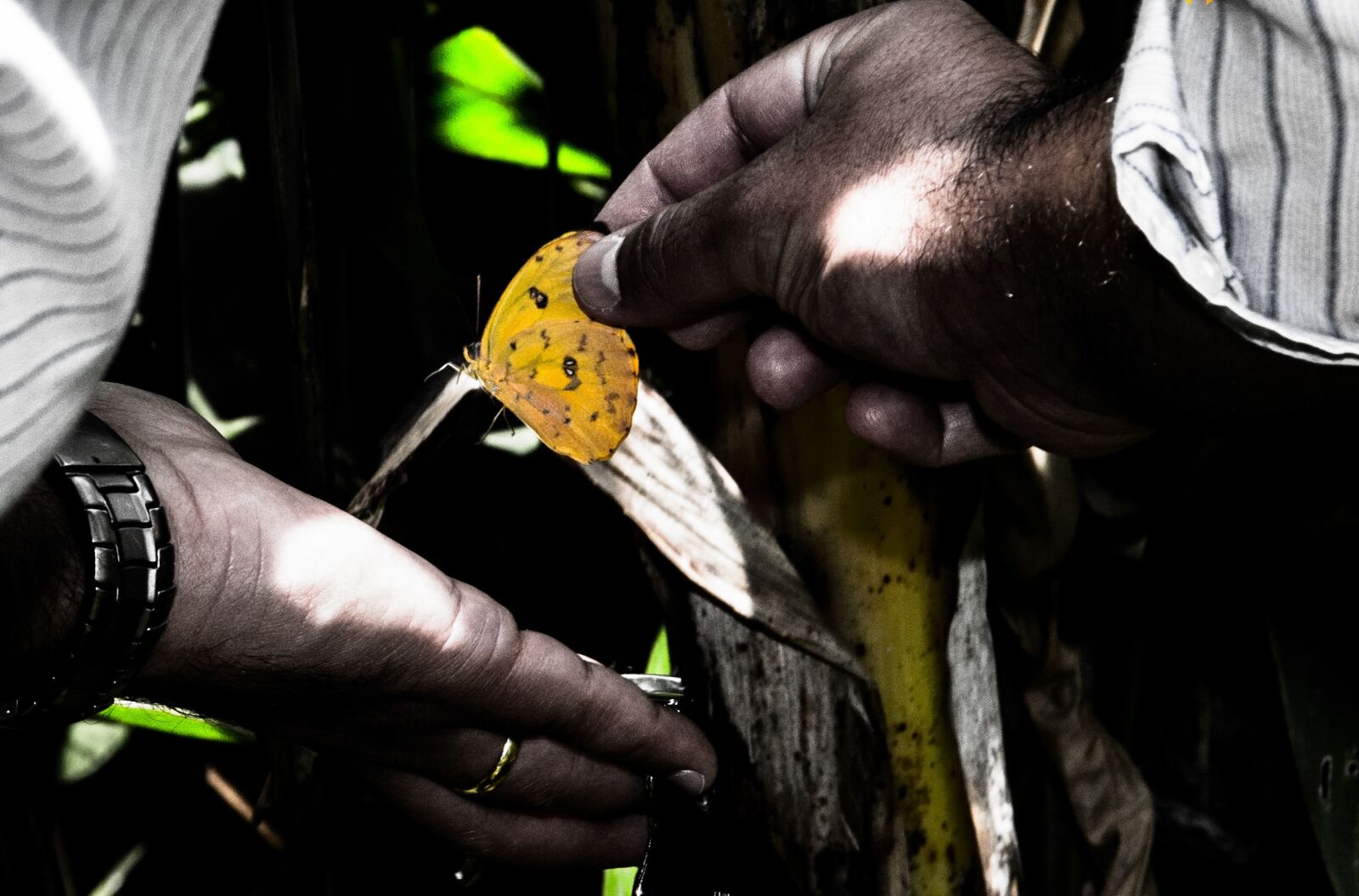 Nikon D7000 sample photo. Butterfly, hand, insect photography