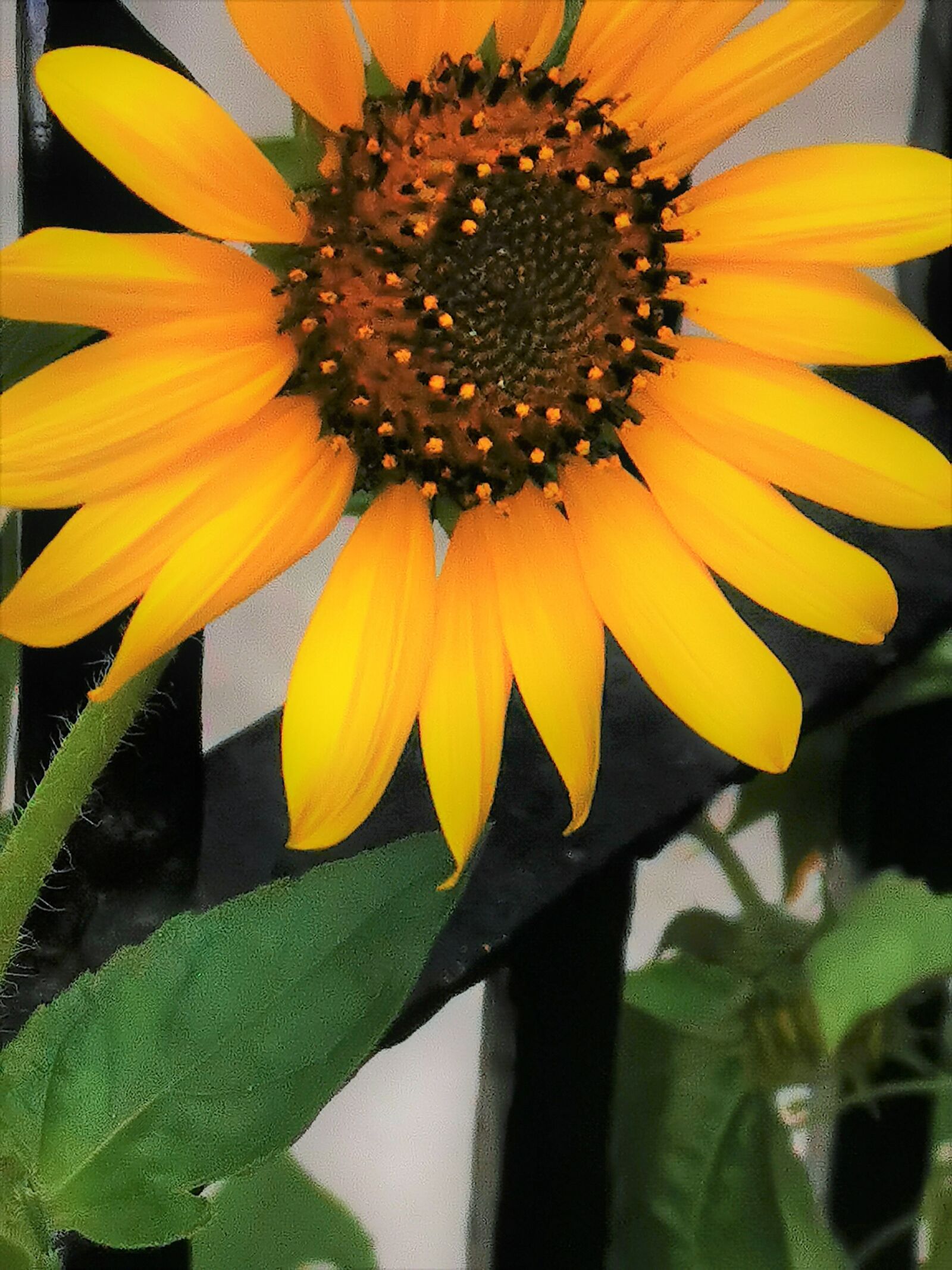 HUAWEI P30 sample photo. Sunflower, flower, sun photography