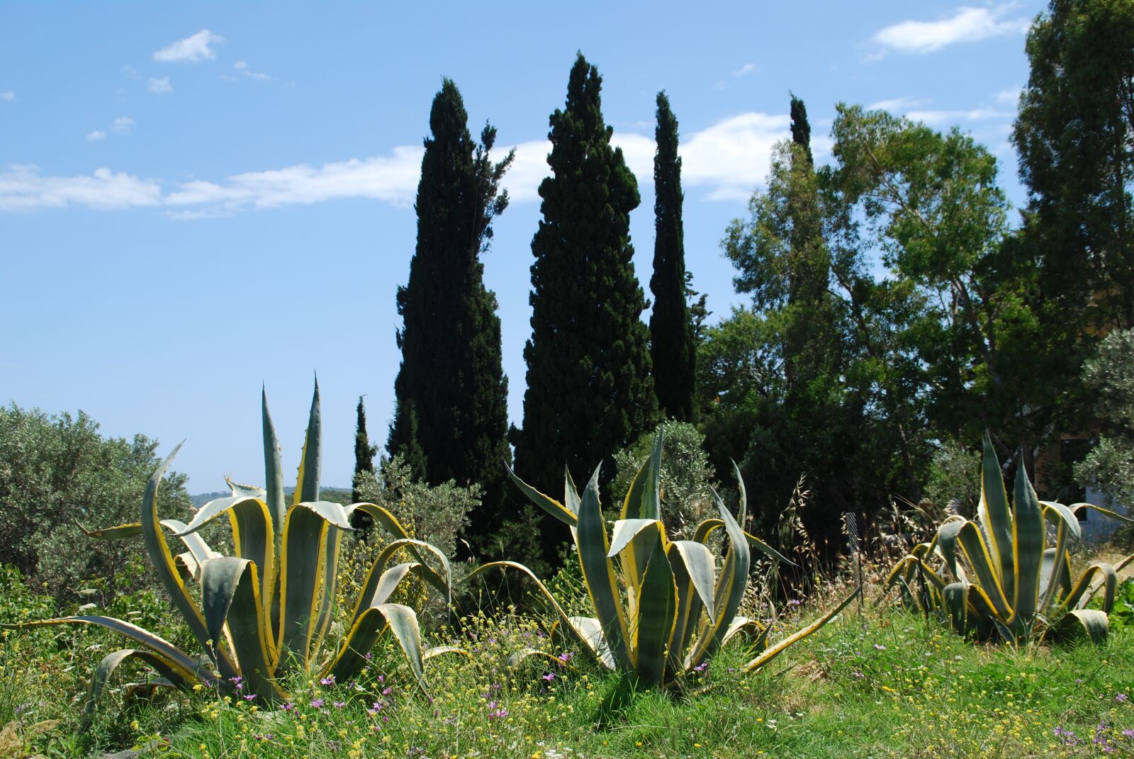 Nikon D60 sample photo. Samos, greece, summer photography