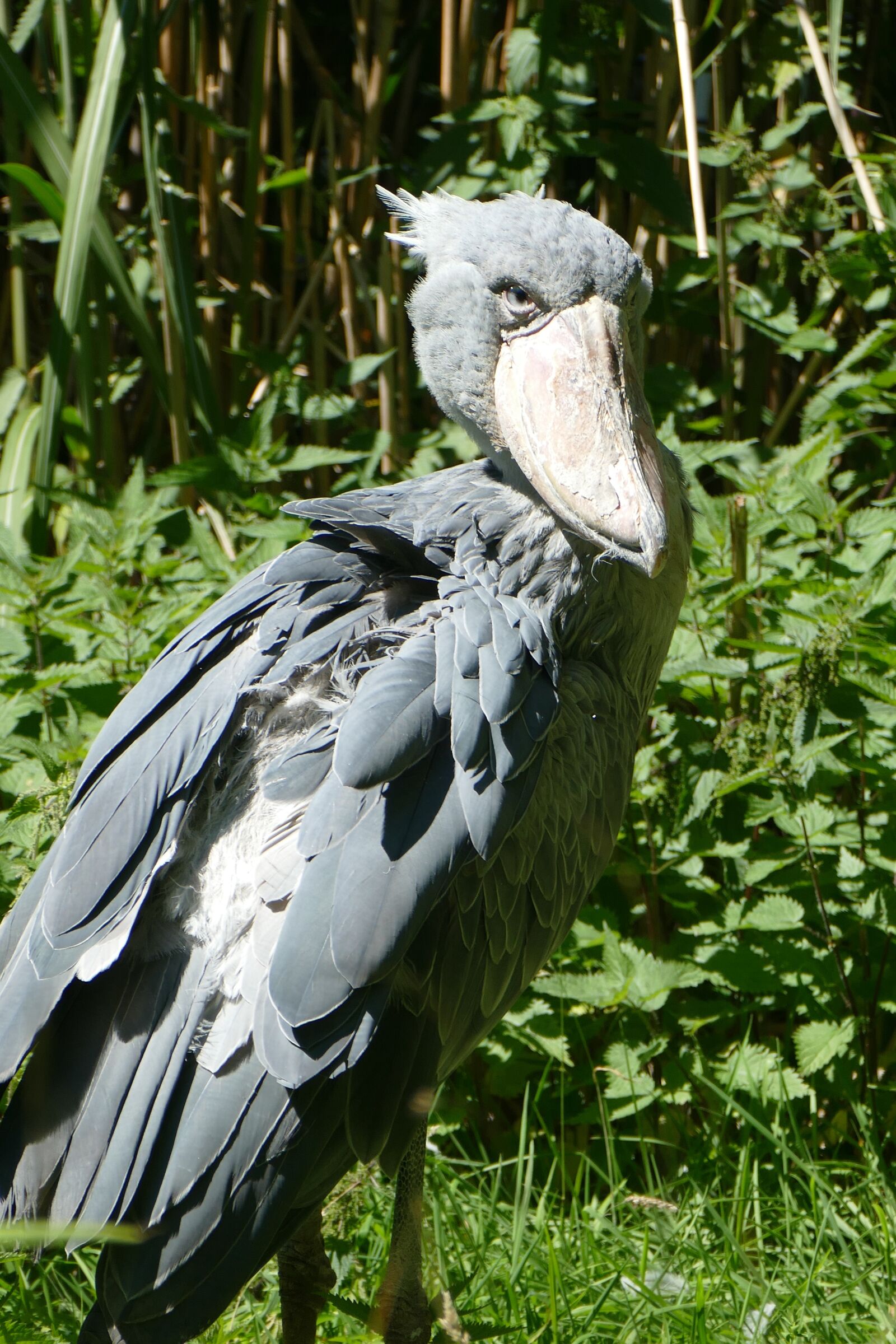 Panasonic Lumix DMC-FZ1000 sample photo. Shoebill, exot, animal photography