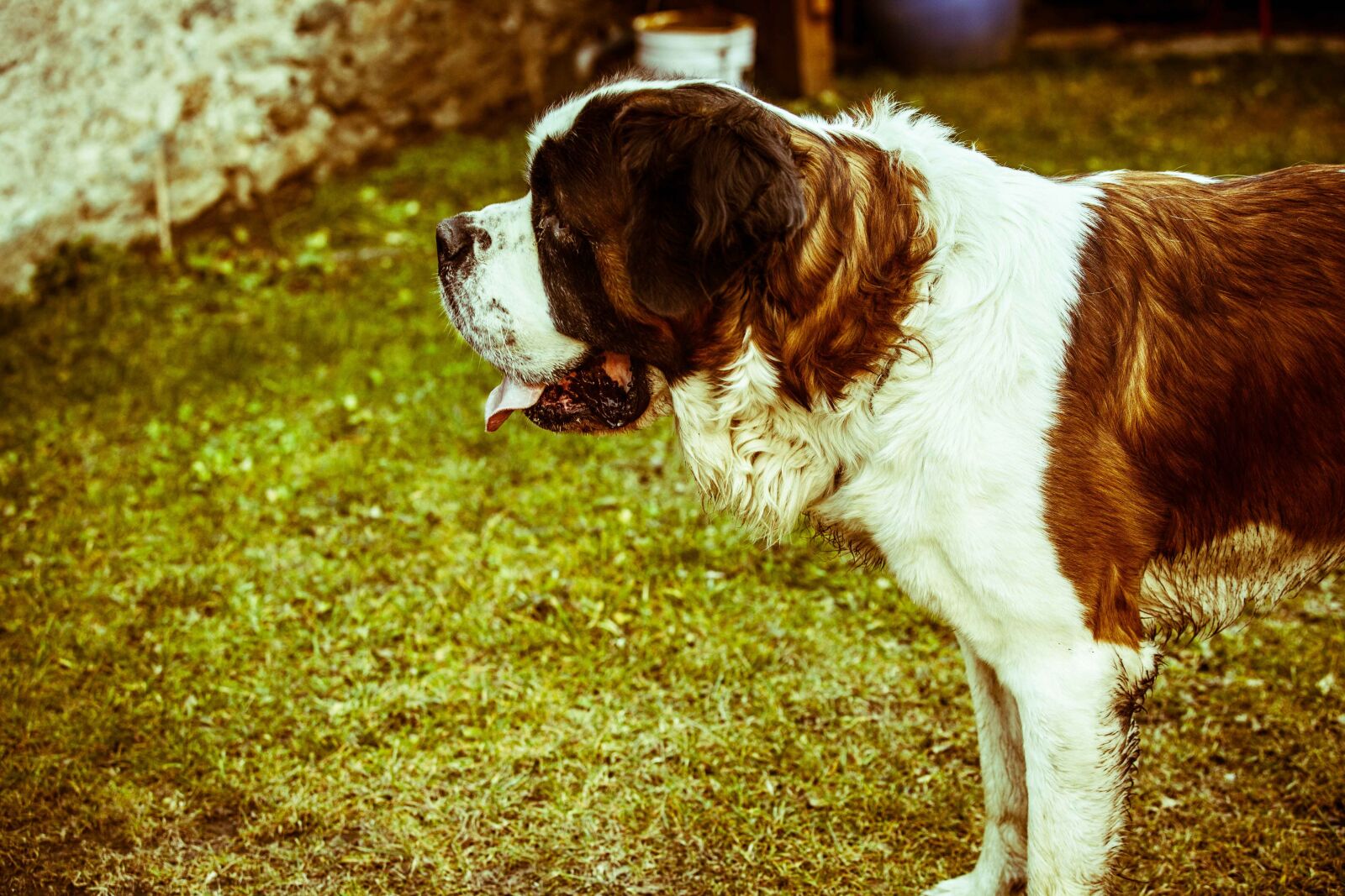 Canon EOS 5D Mark II sample photo. Dog, nature, big dog photography
