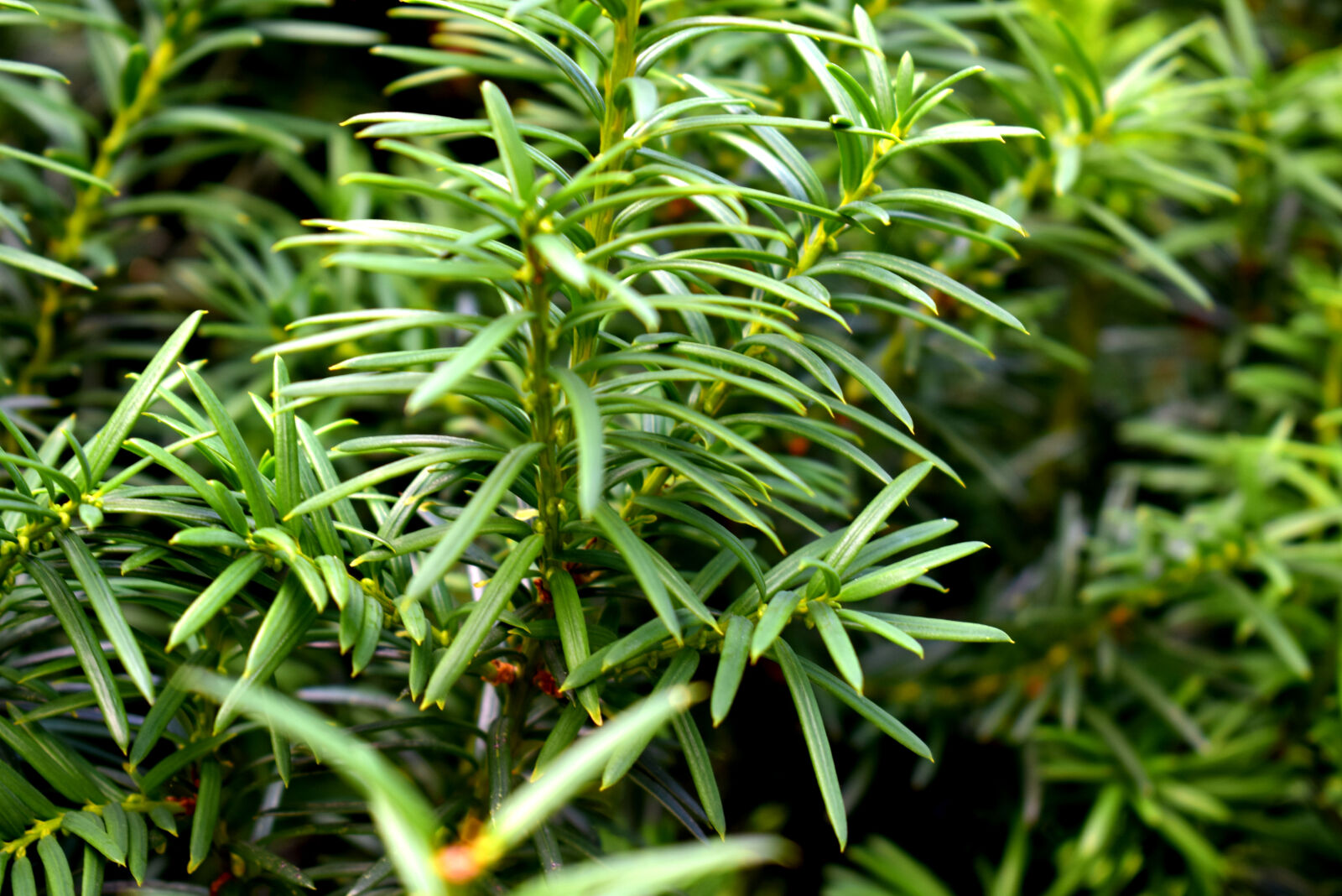 Nikon D3300 sample photo. Juniper, pine, pines photography