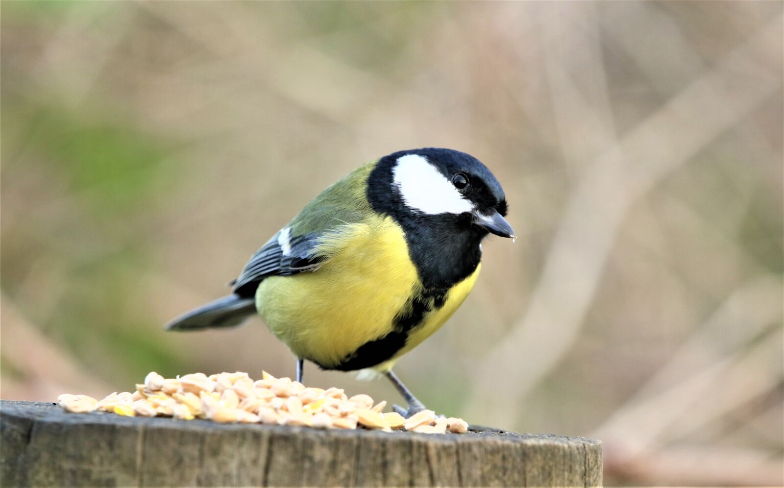 Canon EOS 7D Mark II sample photo. Tit, great tit, bird photography