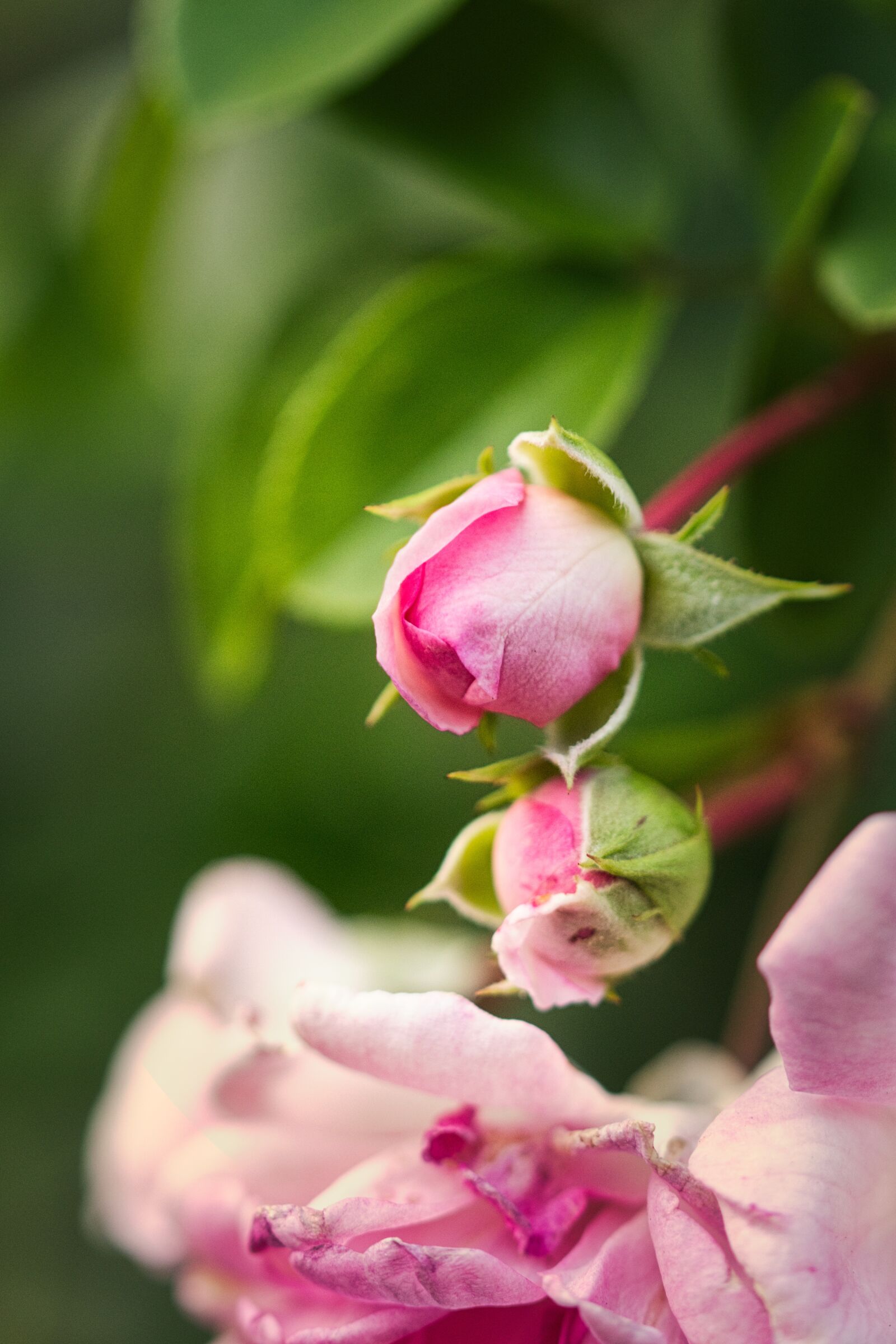 Canon EOS 200D (EOS Rebel SL2 / EOS Kiss X9) sample photo. Rose bloom, pink, romantic photography