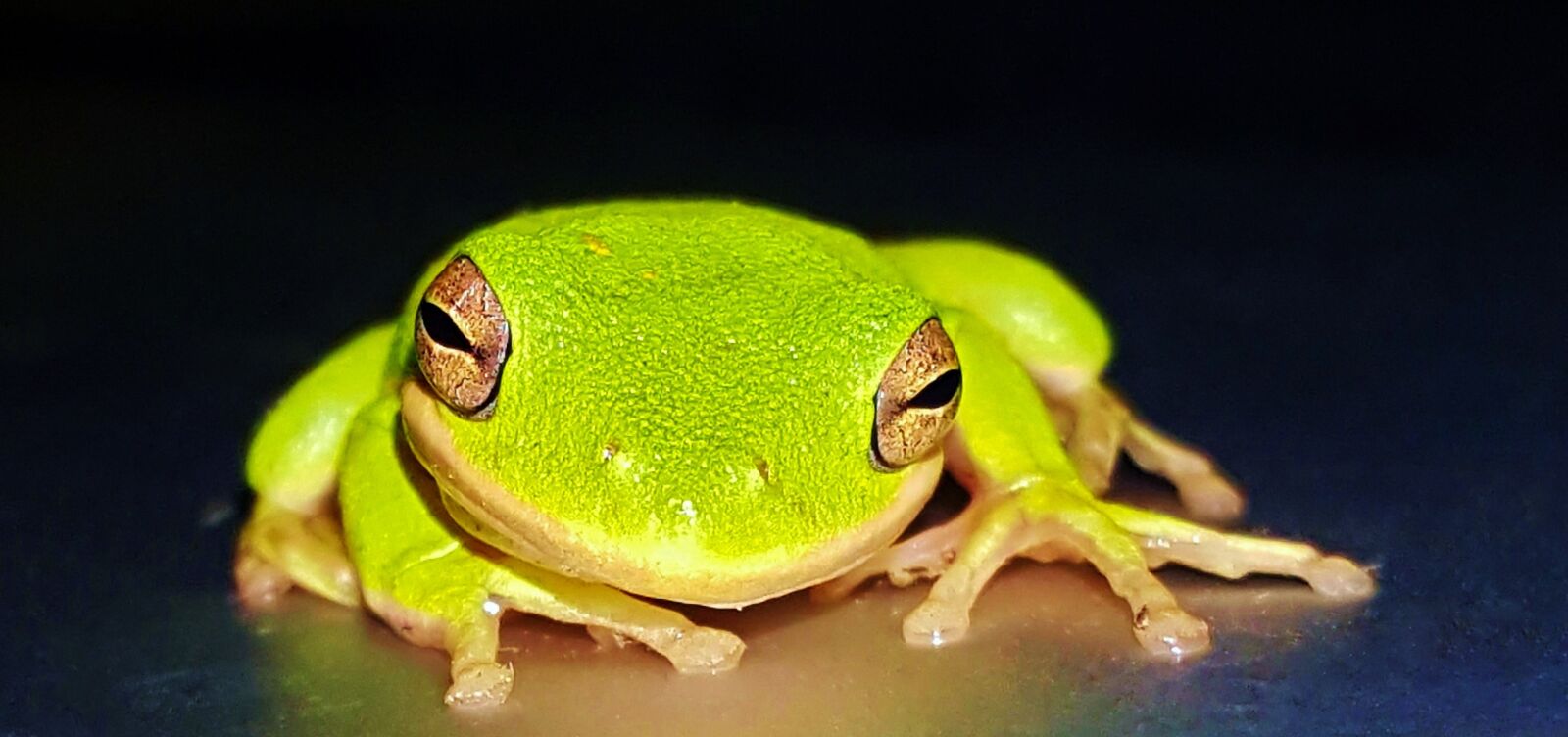 Samsung Galaxy Note5 sample photo. Frog, tree frog, american photography