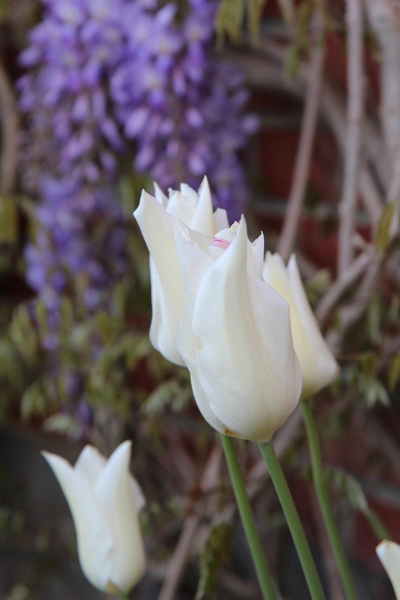 Canon EOS 600D (Rebel EOS T3i / EOS Kiss X5) + Sigma 12-24mm f/4.5-5.6 EX DG ASPHERICAL HSM + 1.4x sample photo. Tulip, tulips, white tulip photography
