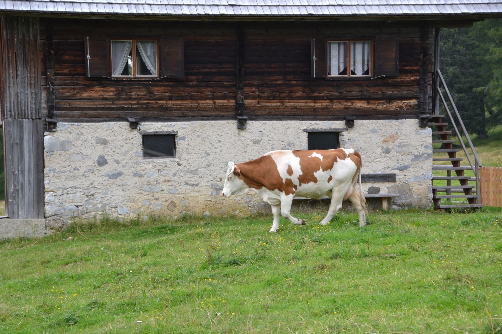 Nikon D3100 sample photo. Alm, cow, pasture photography