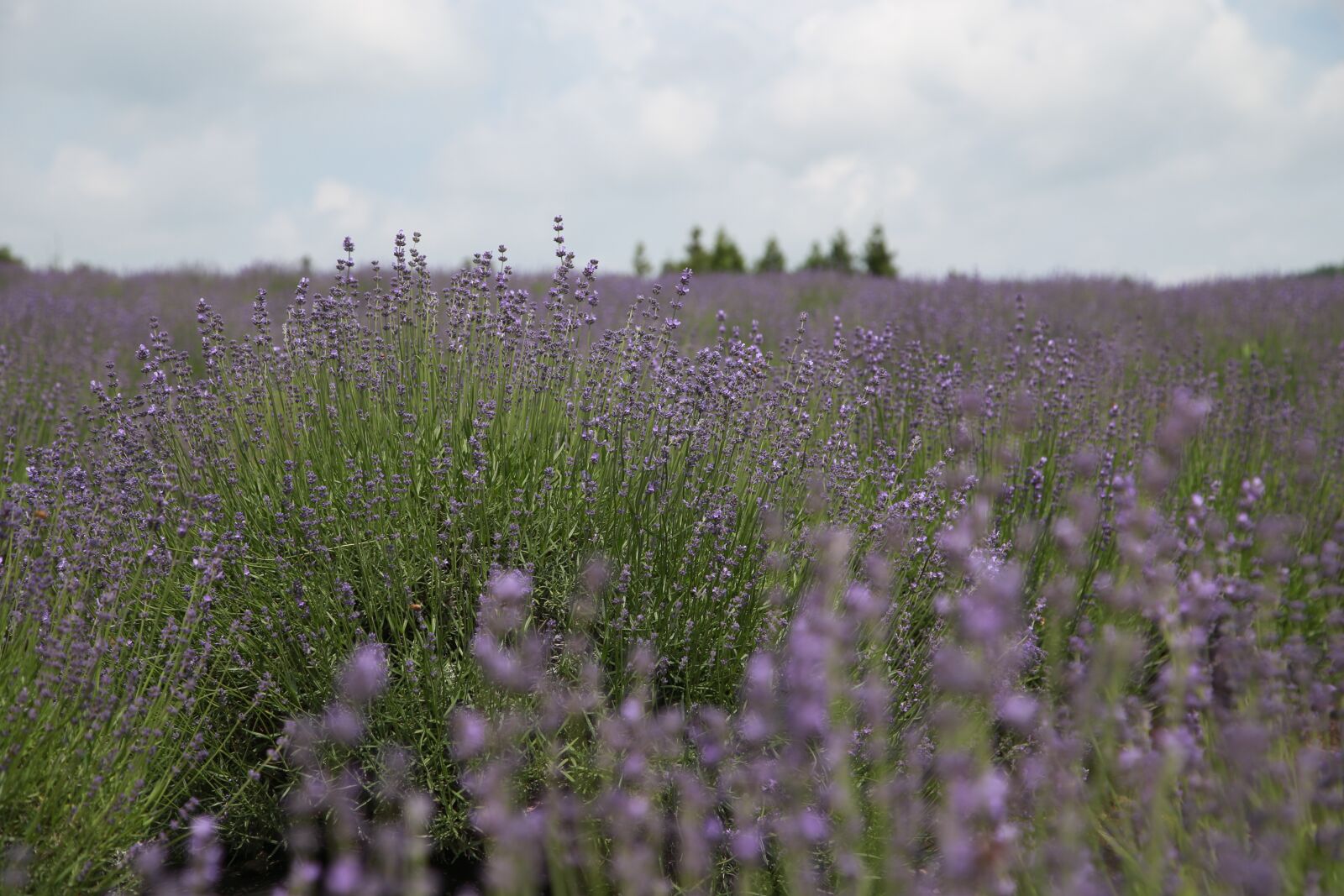 Canon EOS 6D + Canon EF 24-105mm F4L IS USM sample photo. Lavender, field, flowers photography