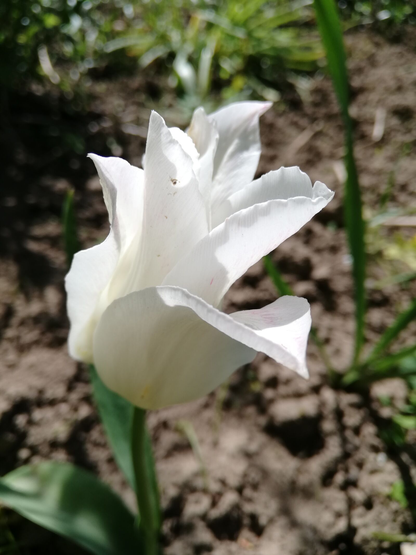 HUAWEI P20 lite sample photo. Tulip, white, day photography