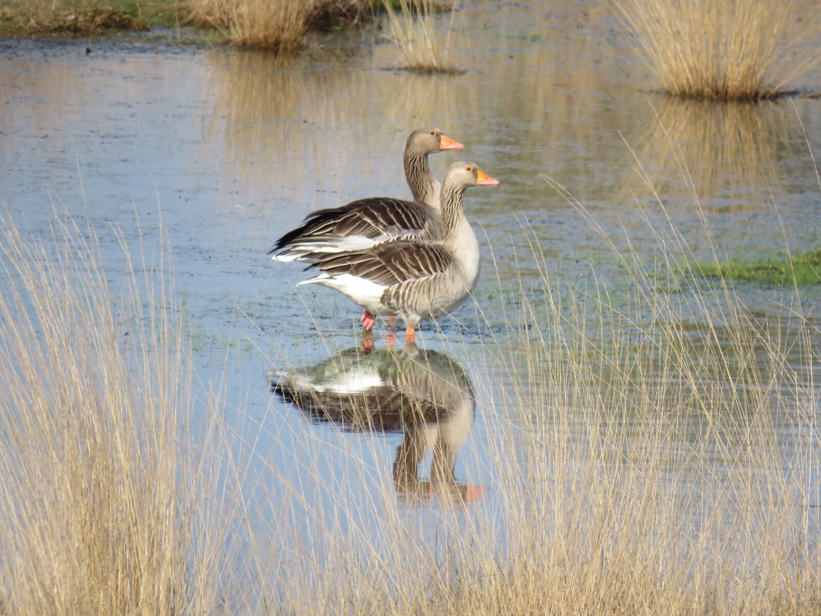 Canon PowerShot SX60 HS sample photo. Geese, birds, nature photography