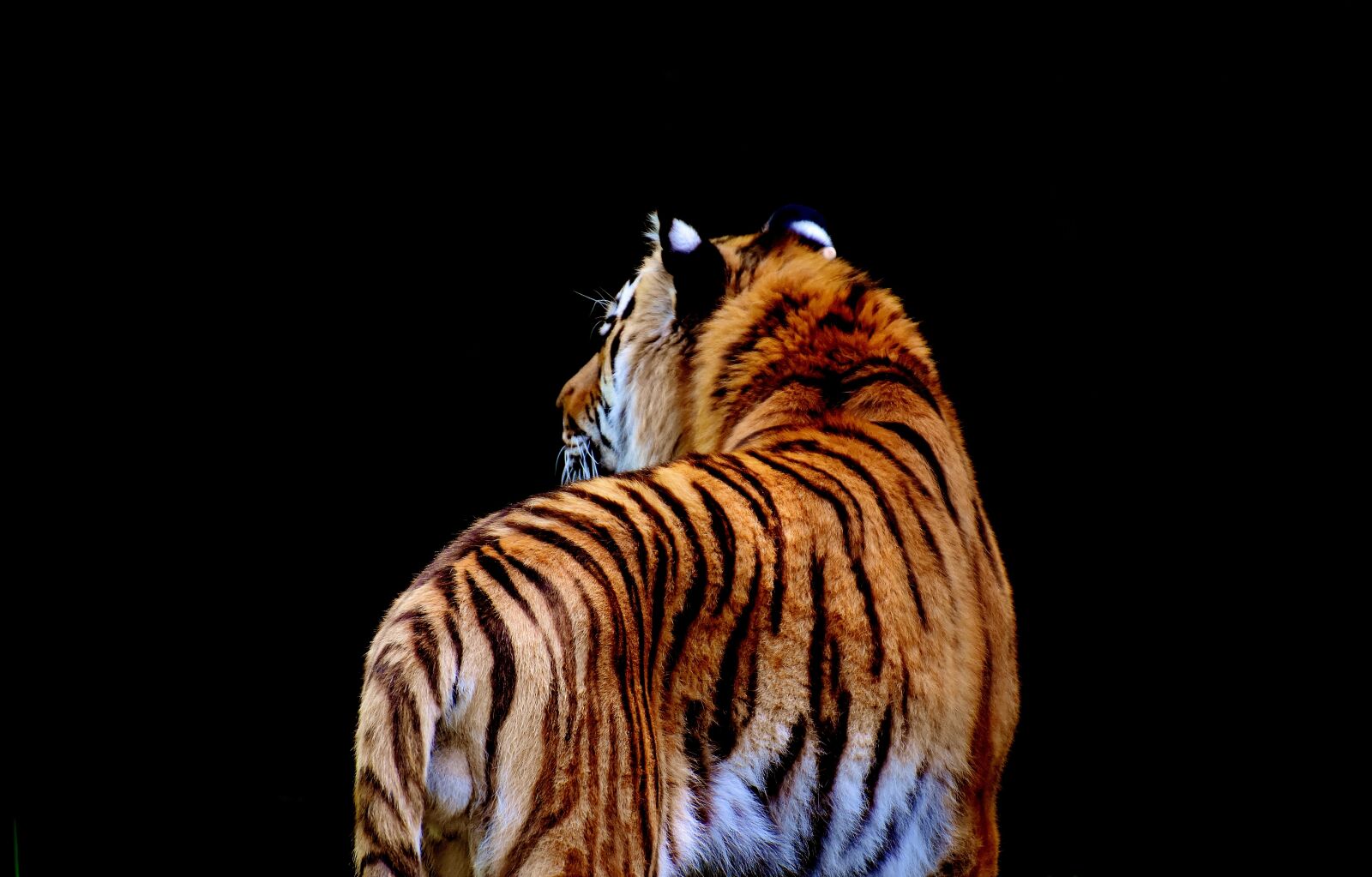 Nikon D7200 sample photo. Tiger, predator, fur photography