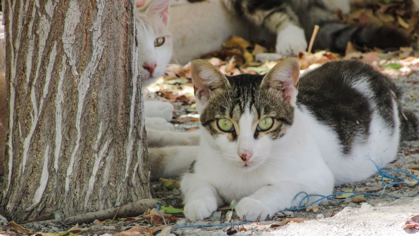 Canon PowerShot SX400 IS sample photo. Cat, animal, cute photography