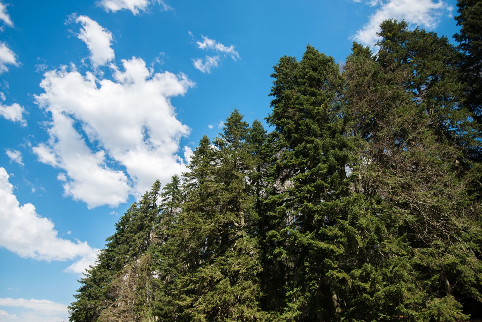 Nikon D800 sample photo. Forest, sky, trees photography