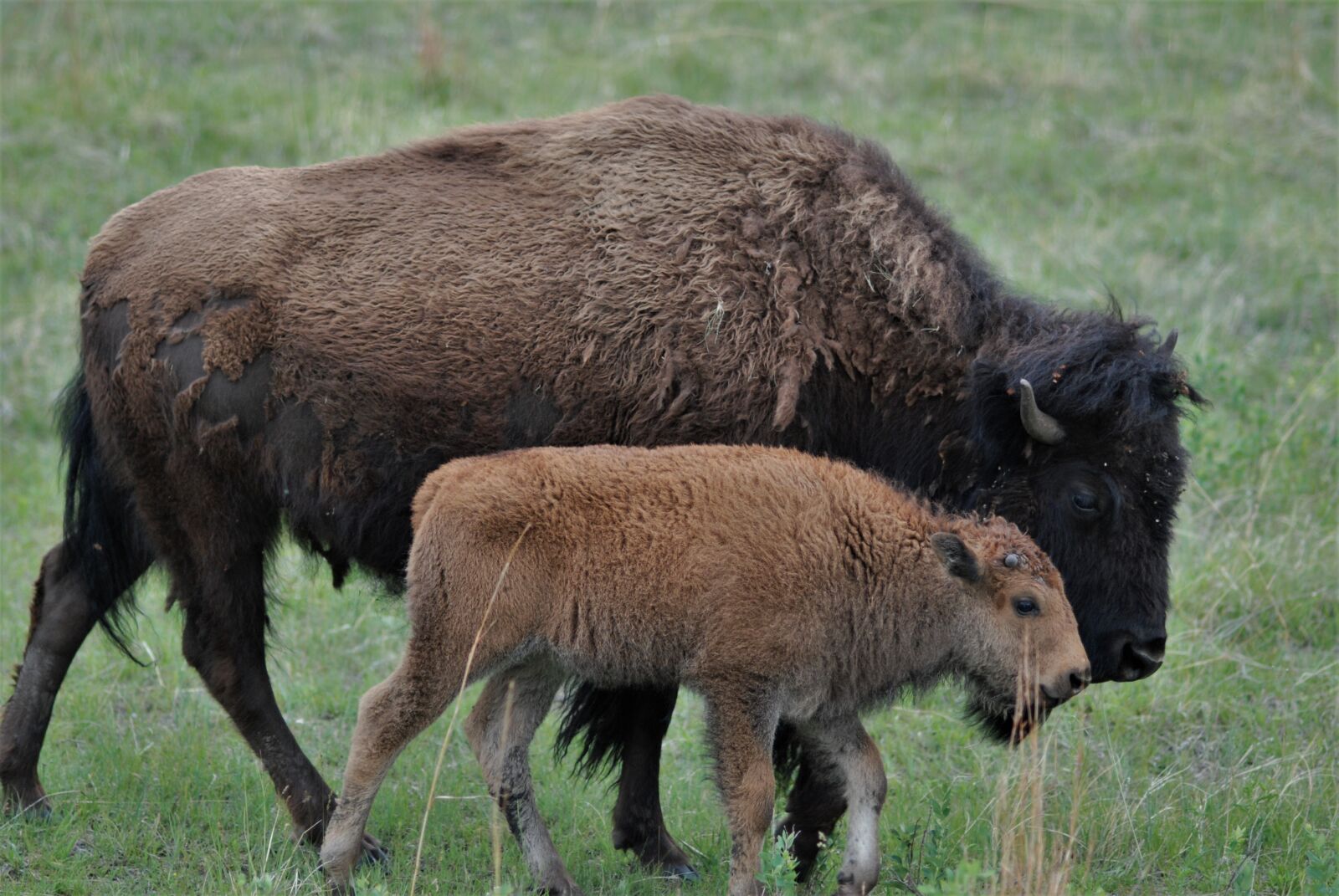 Nikon D80 sample photo. Buffalo, bison, cub photography