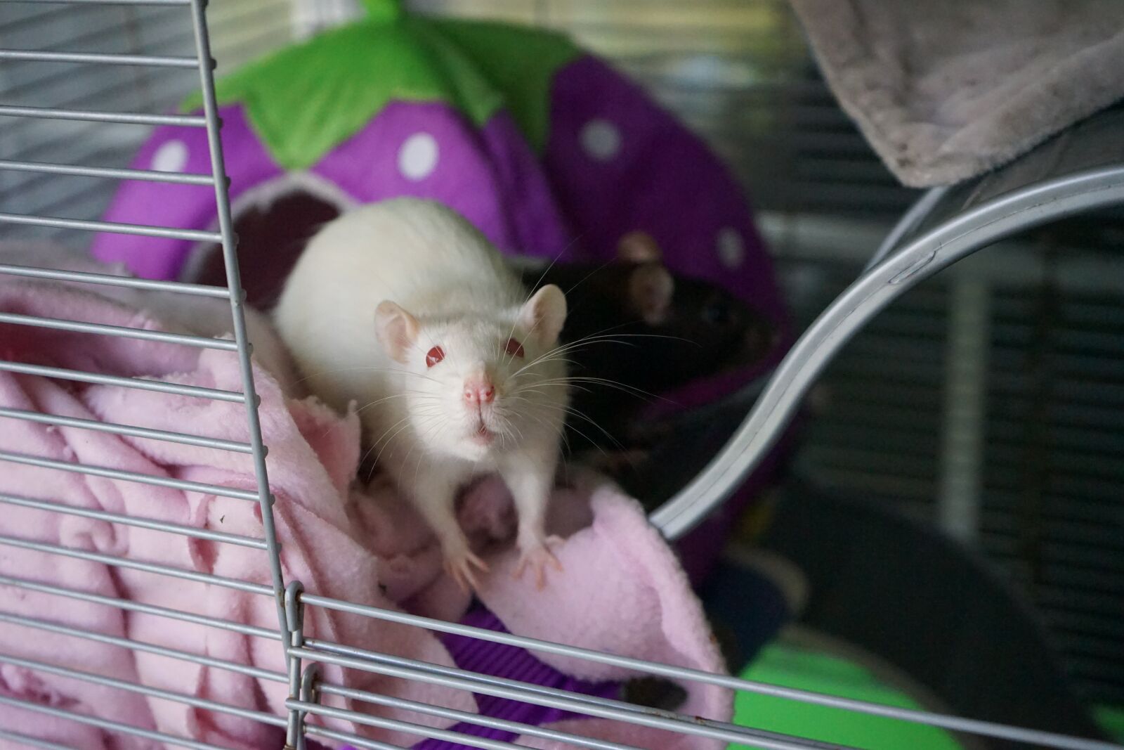Sony a7 II + Sony FE 28-70mm F3.5-5.6 OSS sample photo. Rat, white, rodent photography